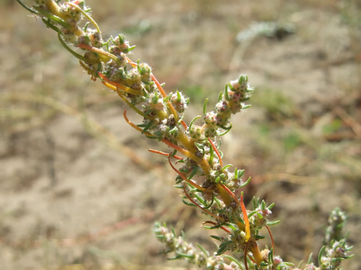 A close-up photograph of a Bassia laniflora plant showing its fuzzy, seed-bearing stem against a blurred sandy background.