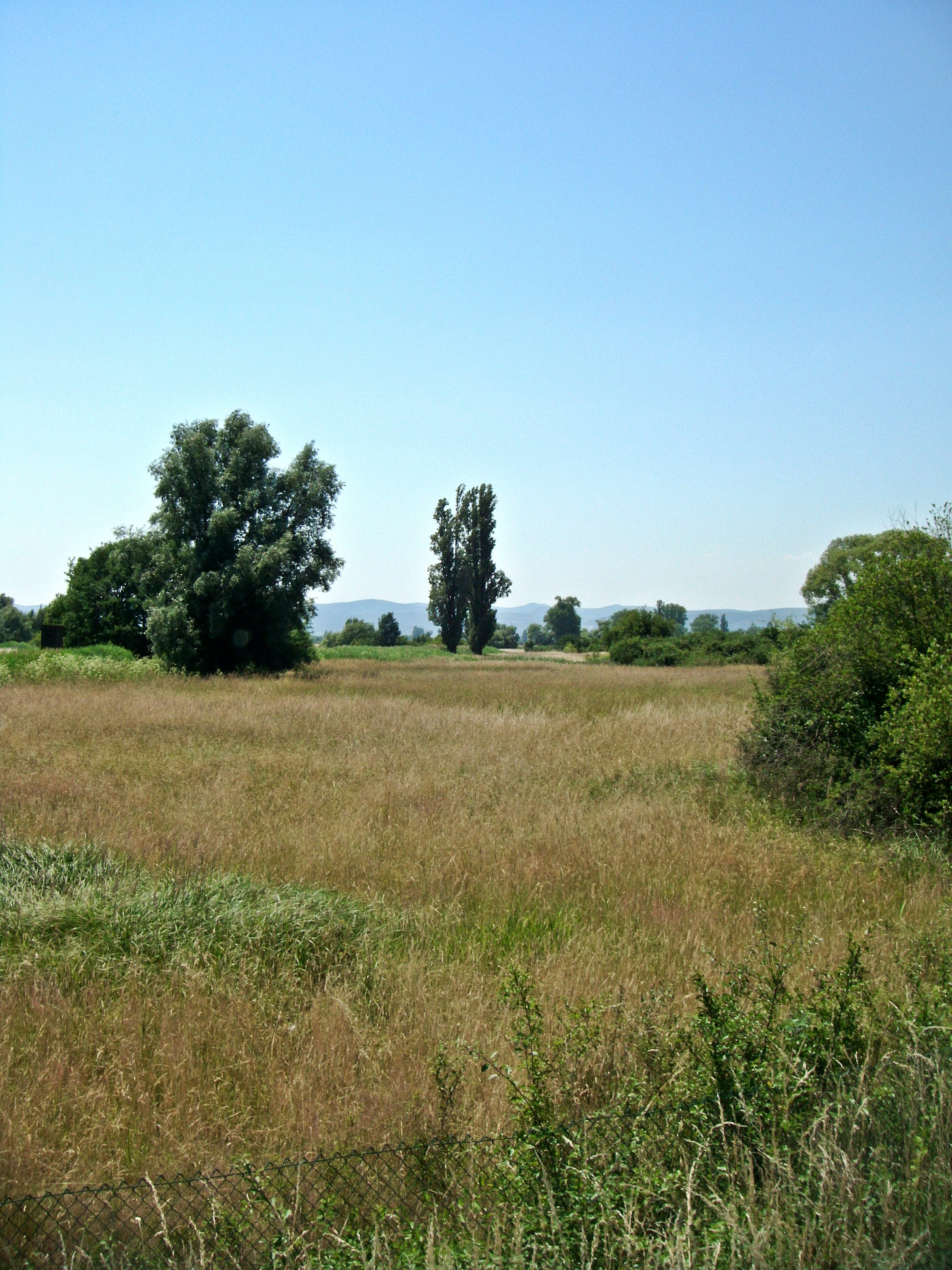 A sunny, open meadow featuring tall grasses and scattered trees under a clear blue sky, with a low wire fence visible in the immediate foreground.