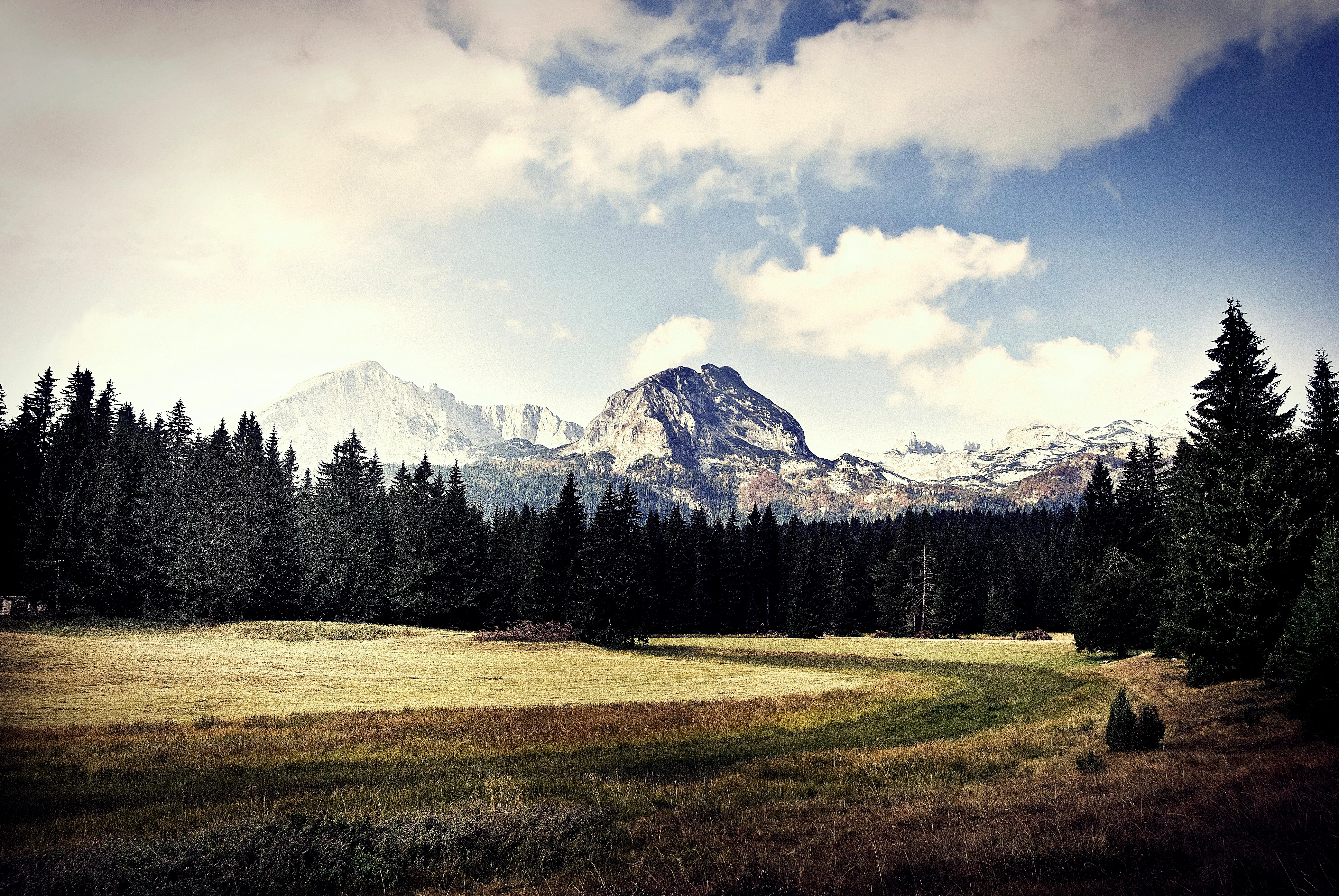 A wide landscape view of Durmitor National Park showing a grassy meadow in the foreground, a dense belt of pine trees in the midground, and rugged, light-colored mountain peaks under a cloudy sky in the background.