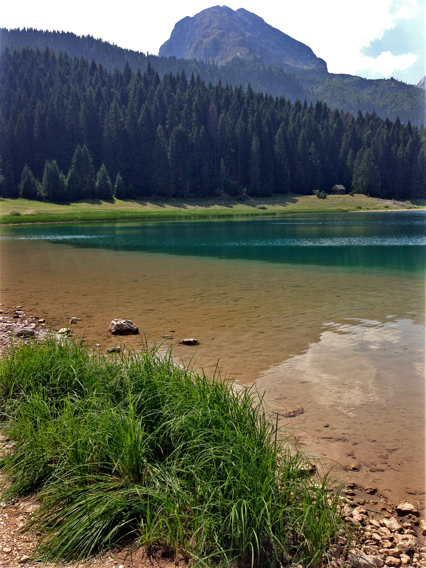 A view of Black Lake in Durmitor National Park with clear shallow water in the foreground, a shoreline with green grass, a thick pine forest, and a prominent mountain peak rising in the background.