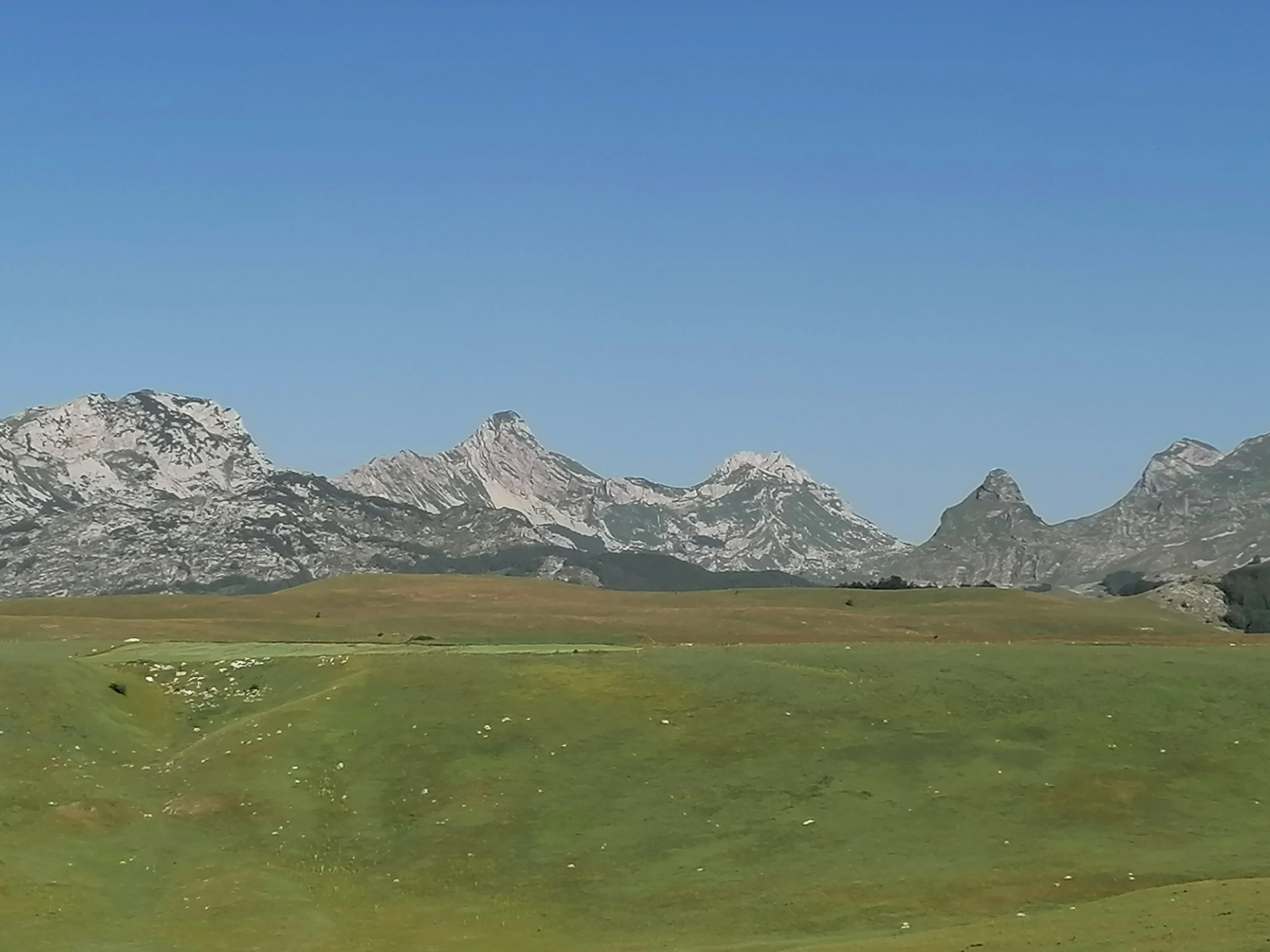 Grassy field with scattered white spots and rocky mountain peaks under clear blue sky.