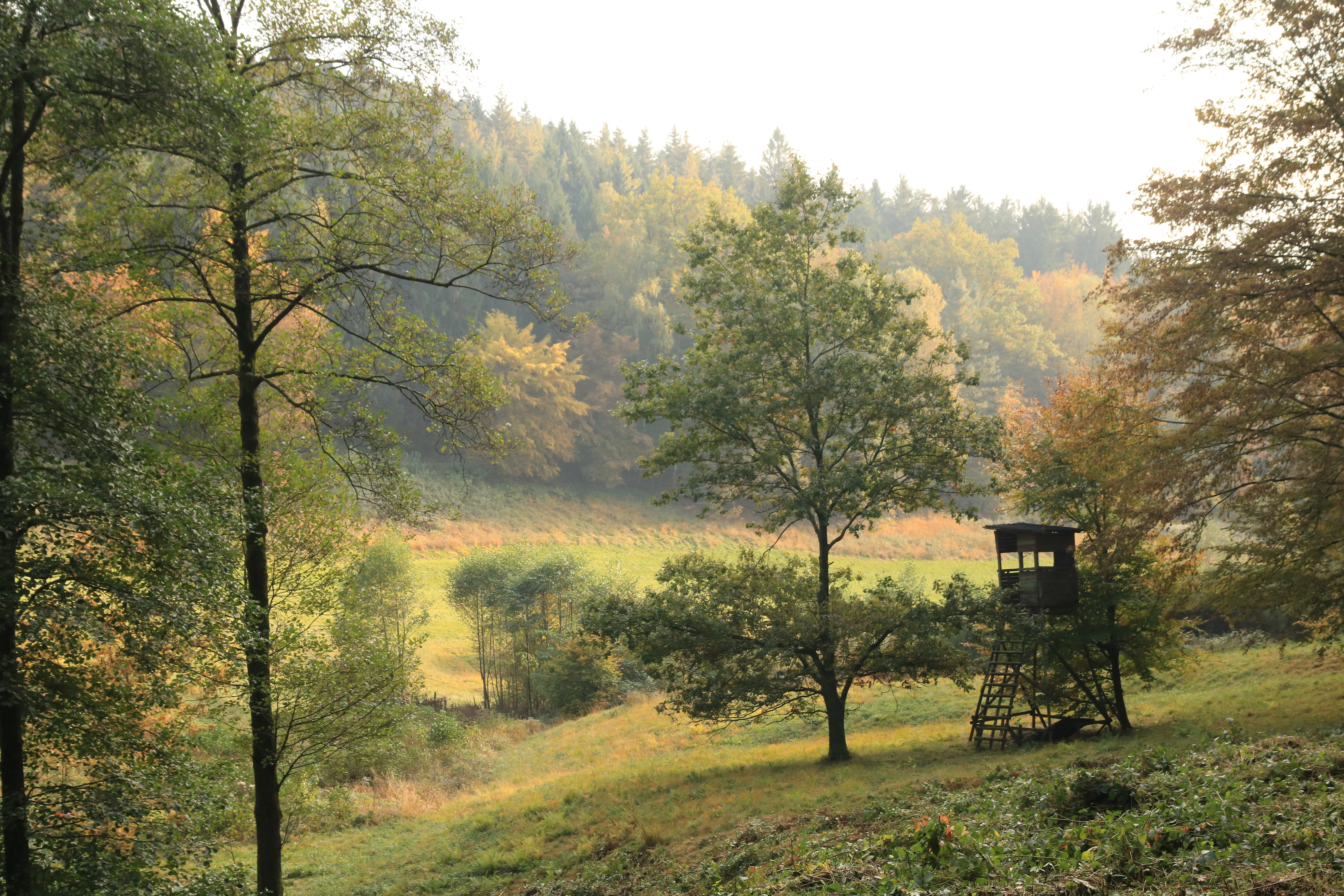 A wooden deer stand or hunting platform overlooks a grassy meadow surrounded by dense, autumn-tinted forest in the Odenwald region.