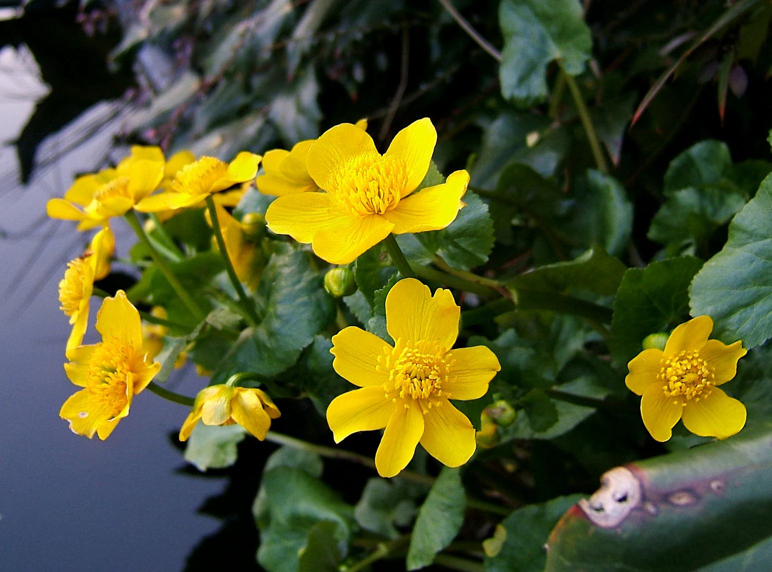 A close-up view of bright yellow marsh marigold flowers with green leaves growing at the edge of a dark stream.