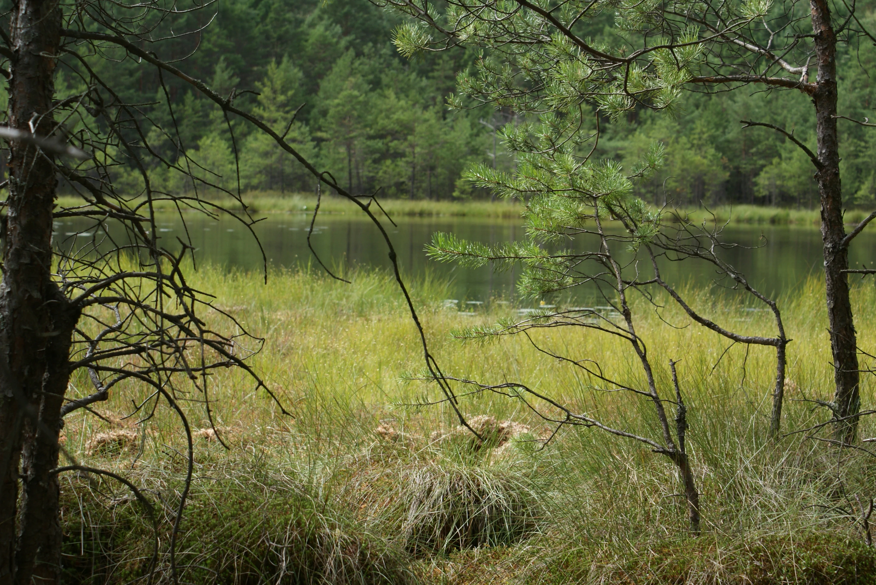 A view through foreground pine trees looking out at a calm lake surrounded by grasses and bog vegetation with a dense forest in the background.