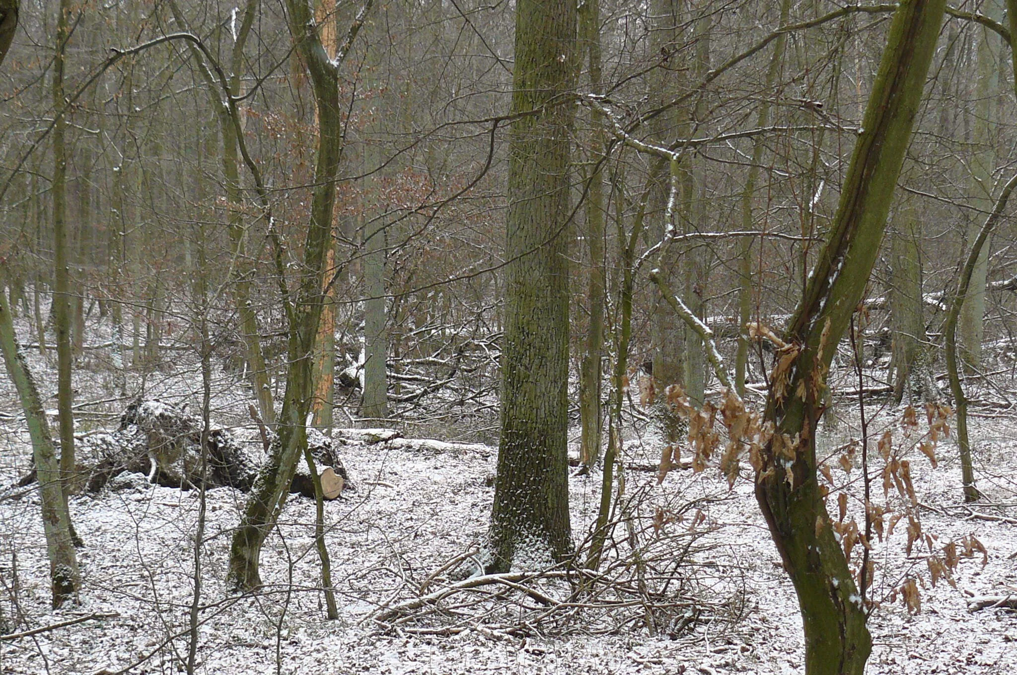 A snowy, sparse deciduous forest in winter with bare trees and a dusting of snow on the forest floor.
