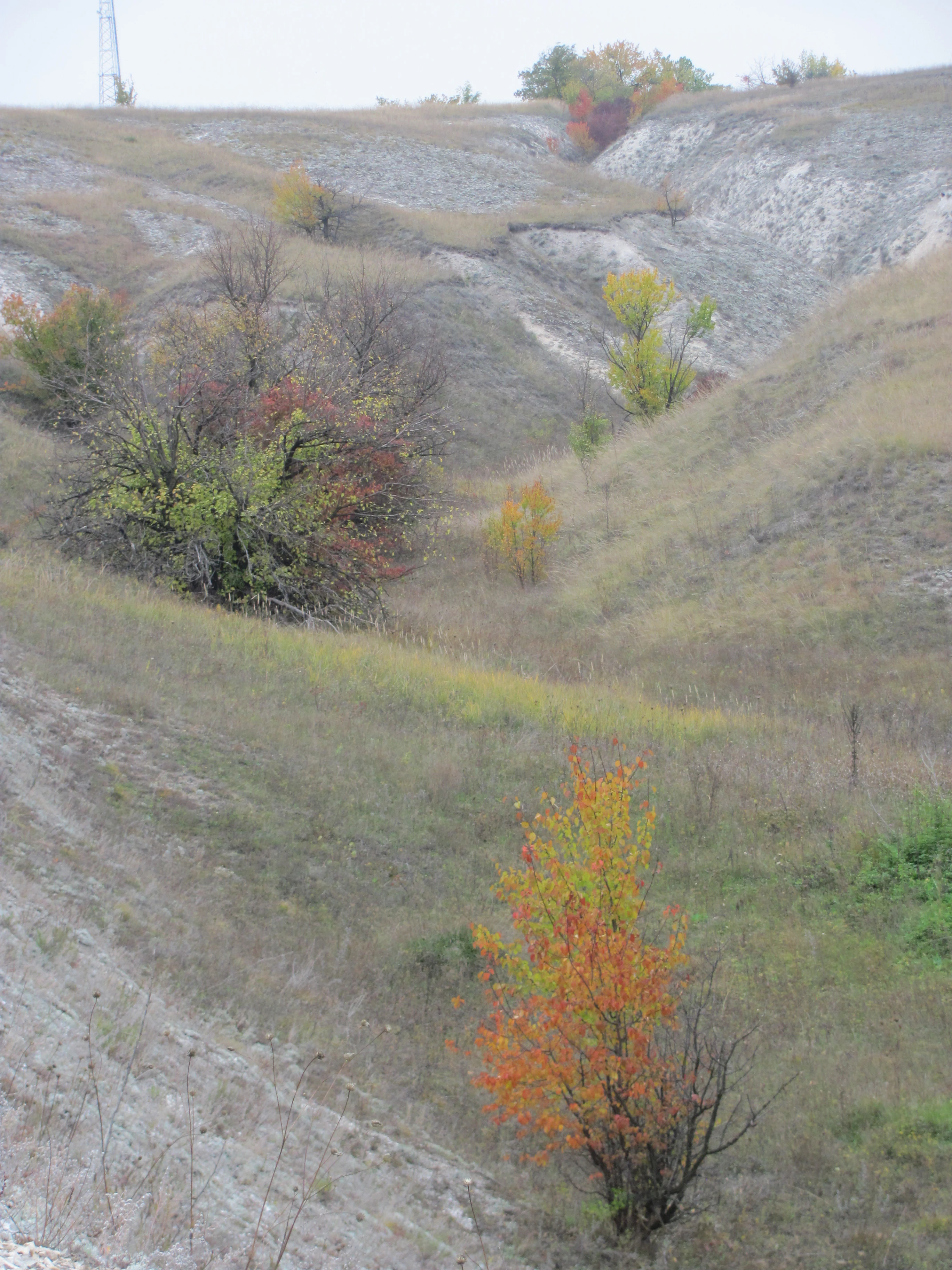 Chalk hills with scattered trees showing autumn colors and grassy slopes