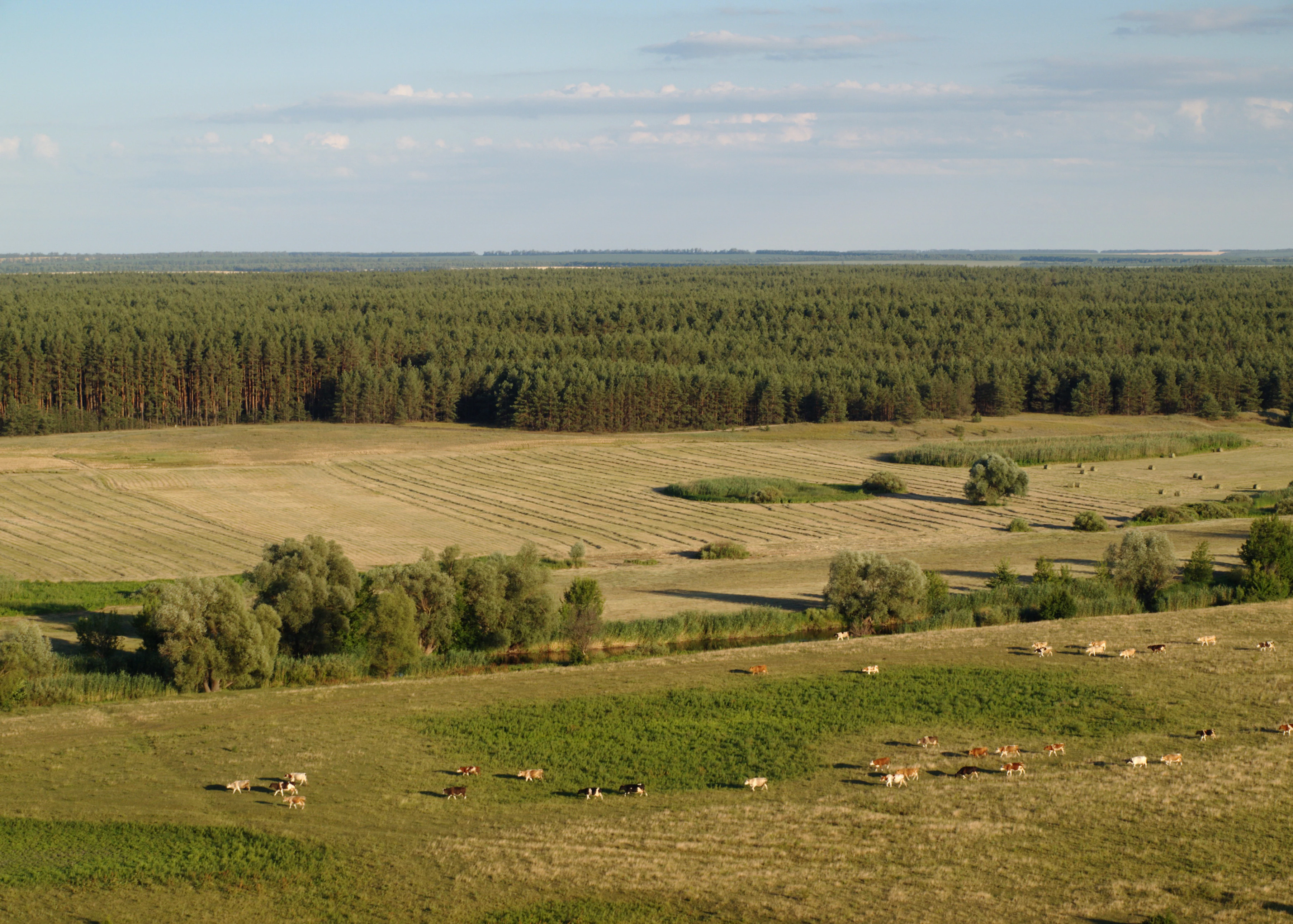 Wide landscape view of grassy fields with scattered livestock, patches of trees, and a dense forest in the background under a partly cloudy sky
