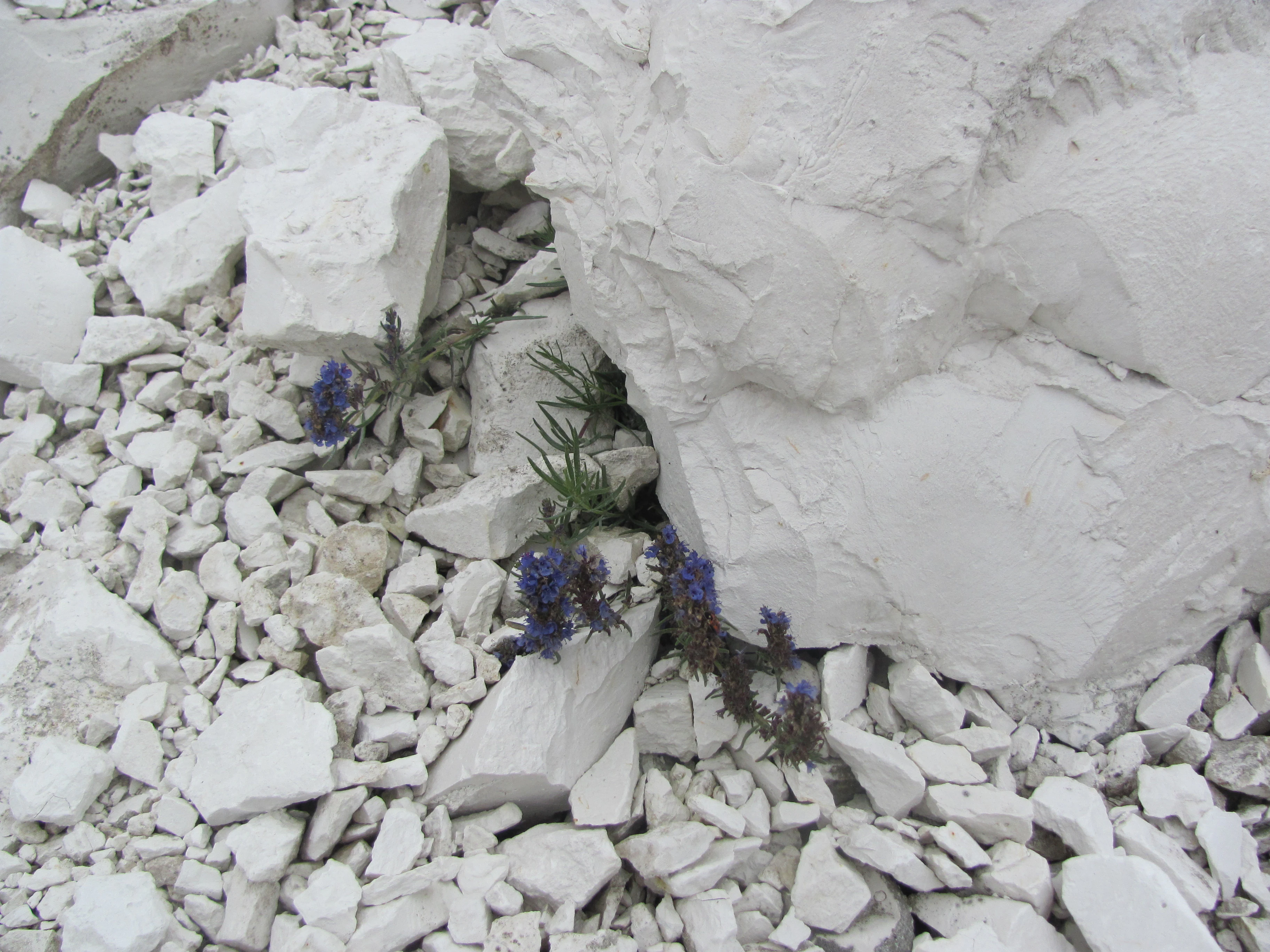 White chalk rocks with small blue flowers growing among them