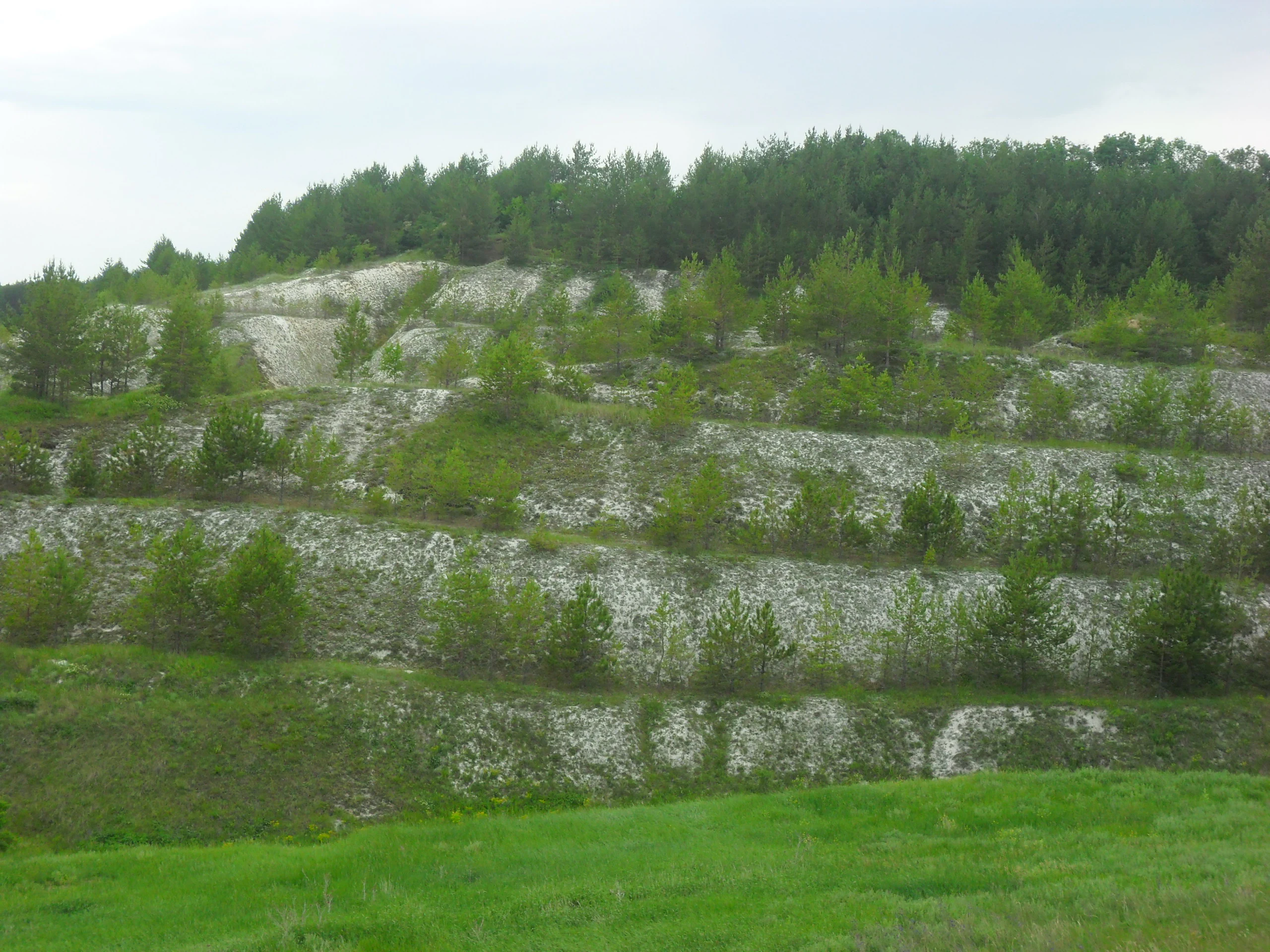 Layered chalk cliffs with grassy slopes and scattered trees under overcast sky