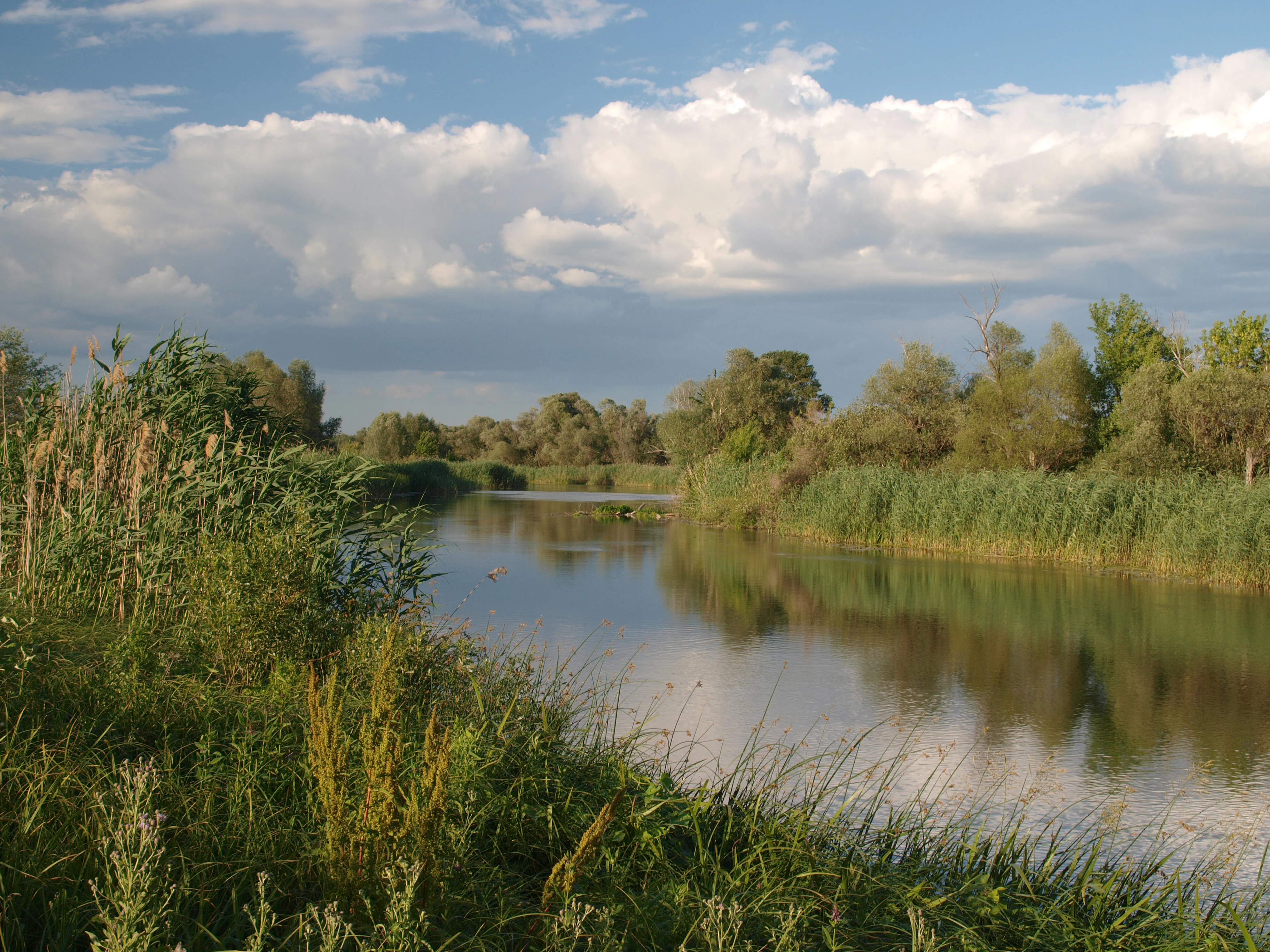 A wide river with calm water reflecting the sky and surrounding vegetation, bordered by tall grasses and trees under a partly cloudy sky