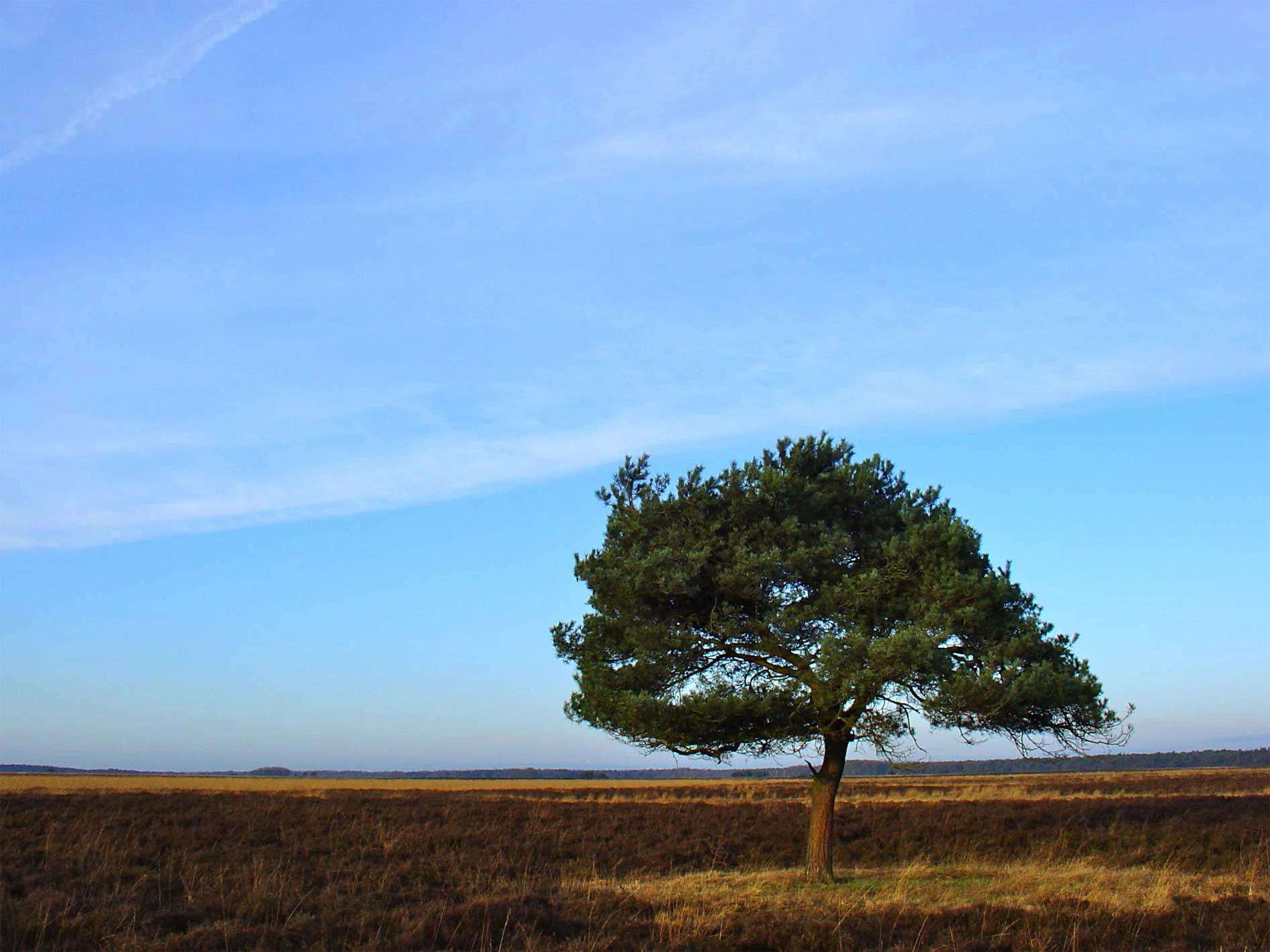 A single tree stands in an open field under a clear blue sky