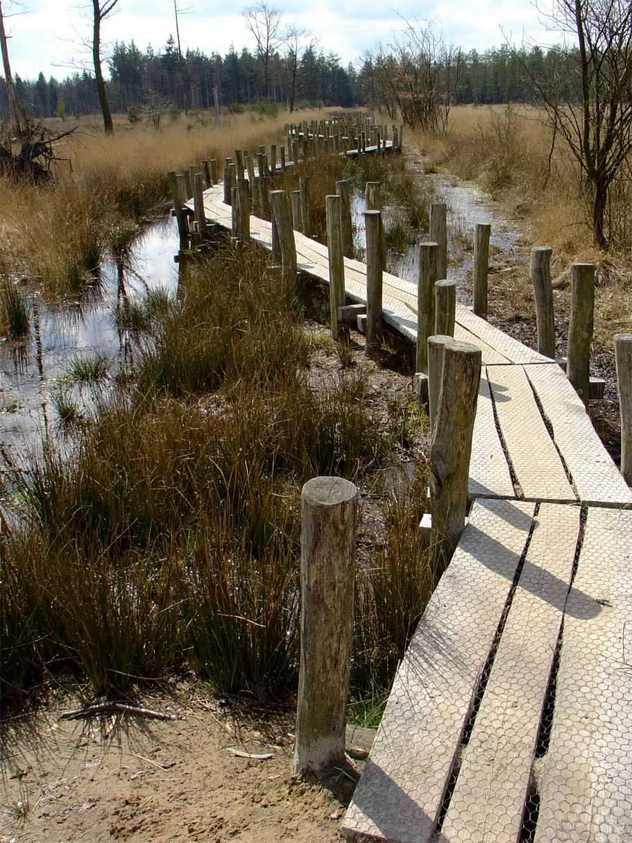 Wooden boardwalk with vertical posts running through a wetland area with tall grasses and shallow water
