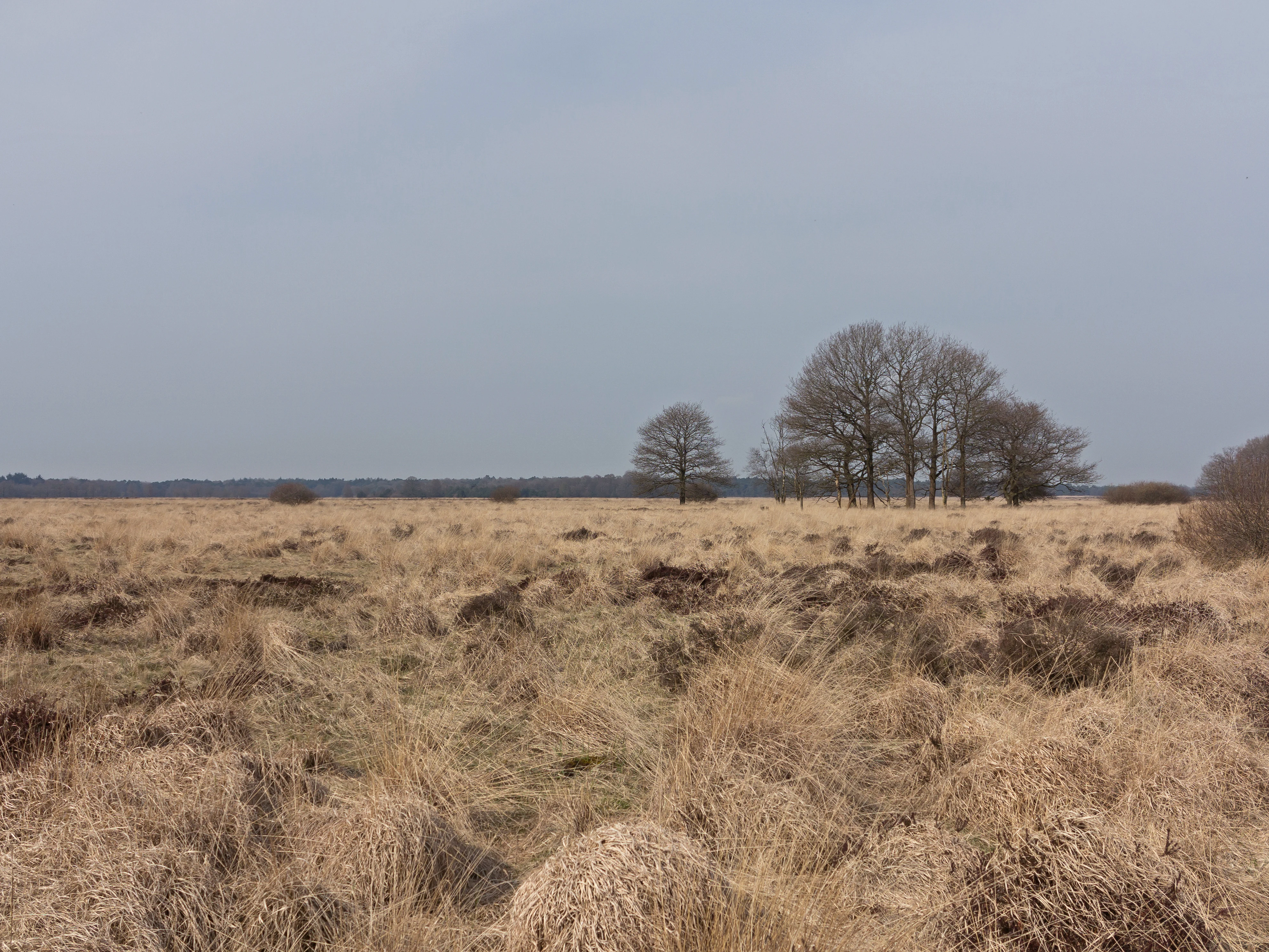Vast expanse of dry heathland with scattered trees under overcast sky