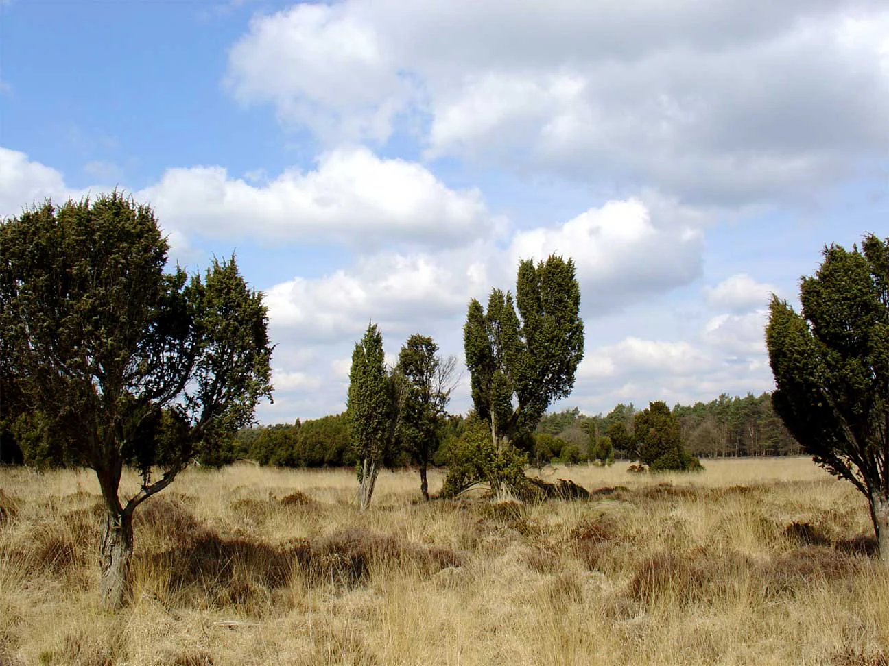 Open grassy field with scattered trees under a partly cloudy sky