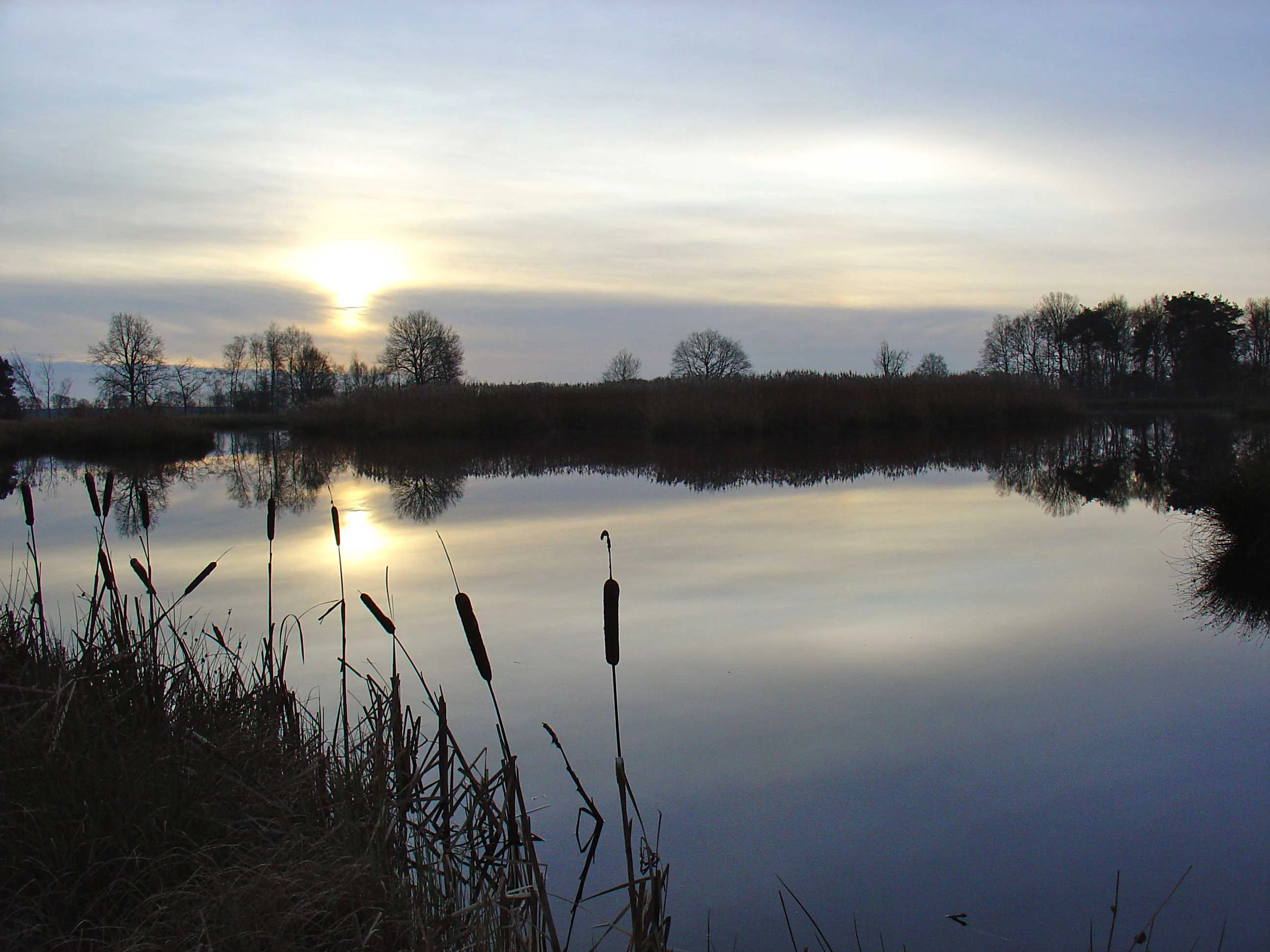 Calm body of water reflecting the setting sun with reeds in the foreground and trees on the horizon