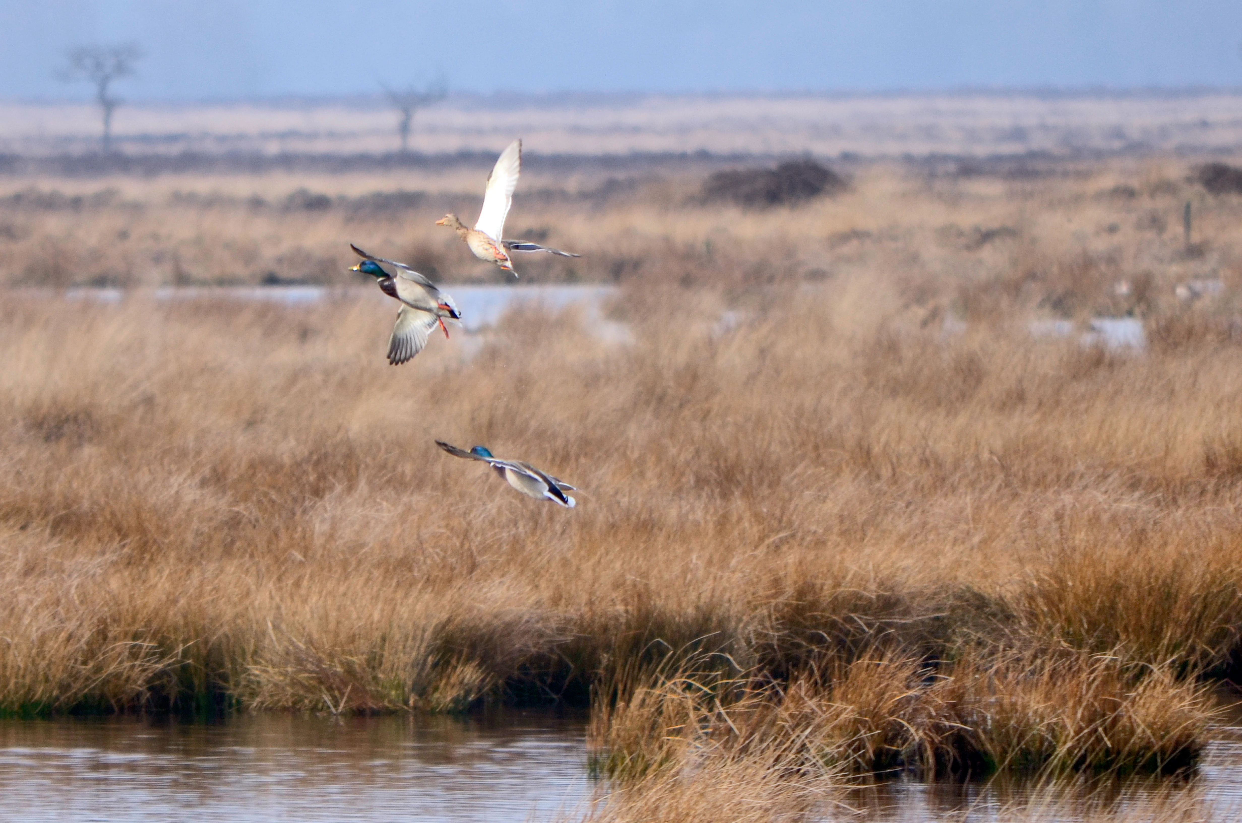 Three ducks flying over a wetland with tall brown grasses and water