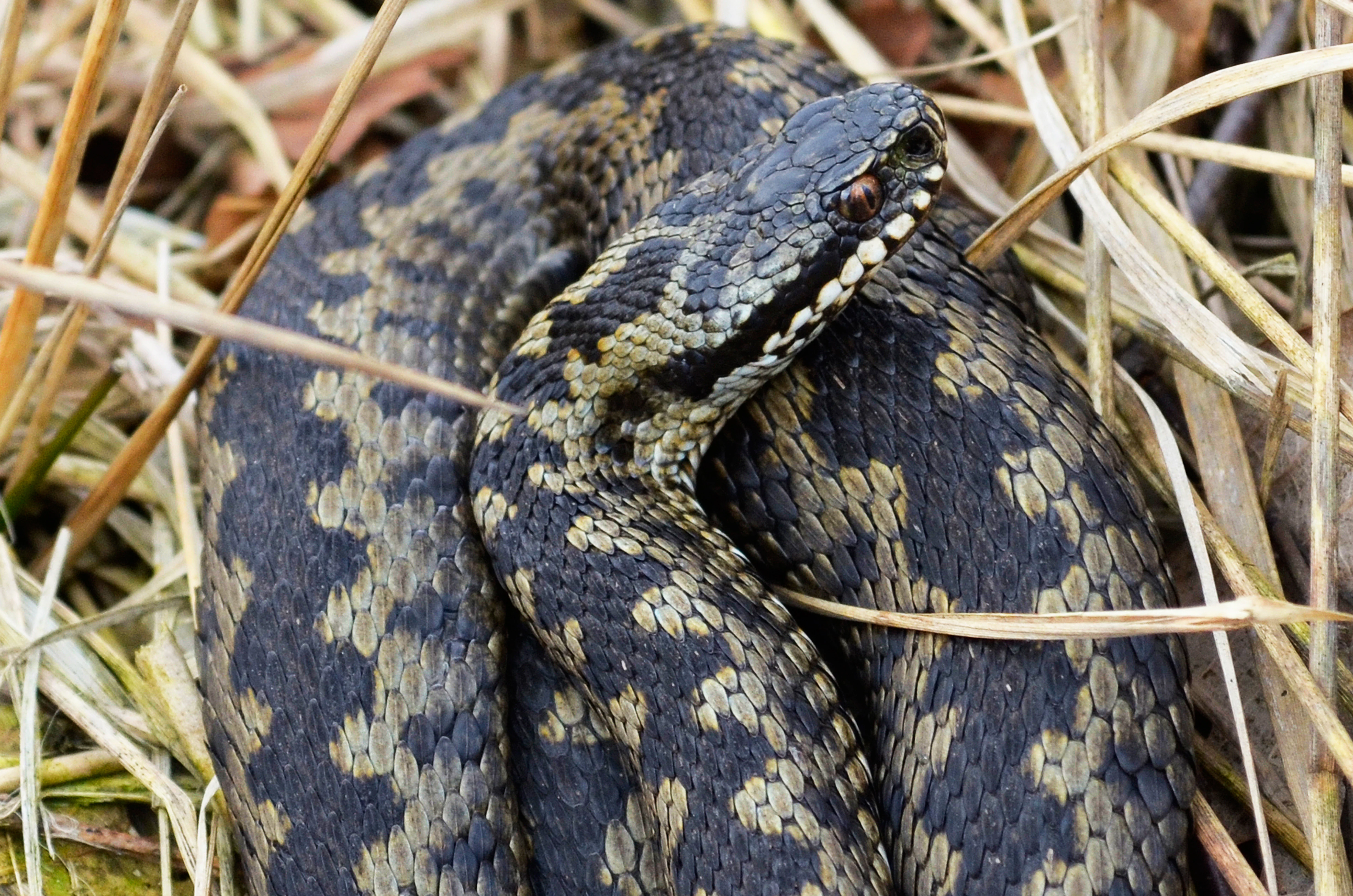 Close-up of adder snake with dark patterned scales resting on dry grass