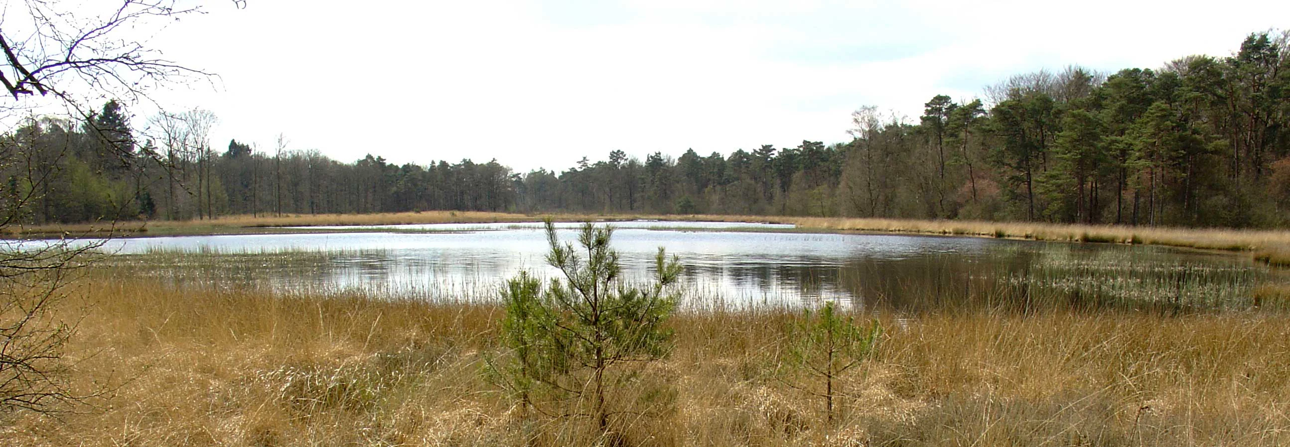 Wide landscape view of a pond surrounded by dry grassy heathland with scattered pine trees and forest in the background