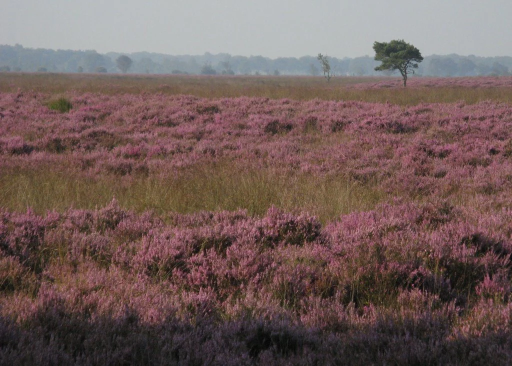 Wide view of pink heather-covered landscape with tall grasses and a single tree in the distance under a pale sky