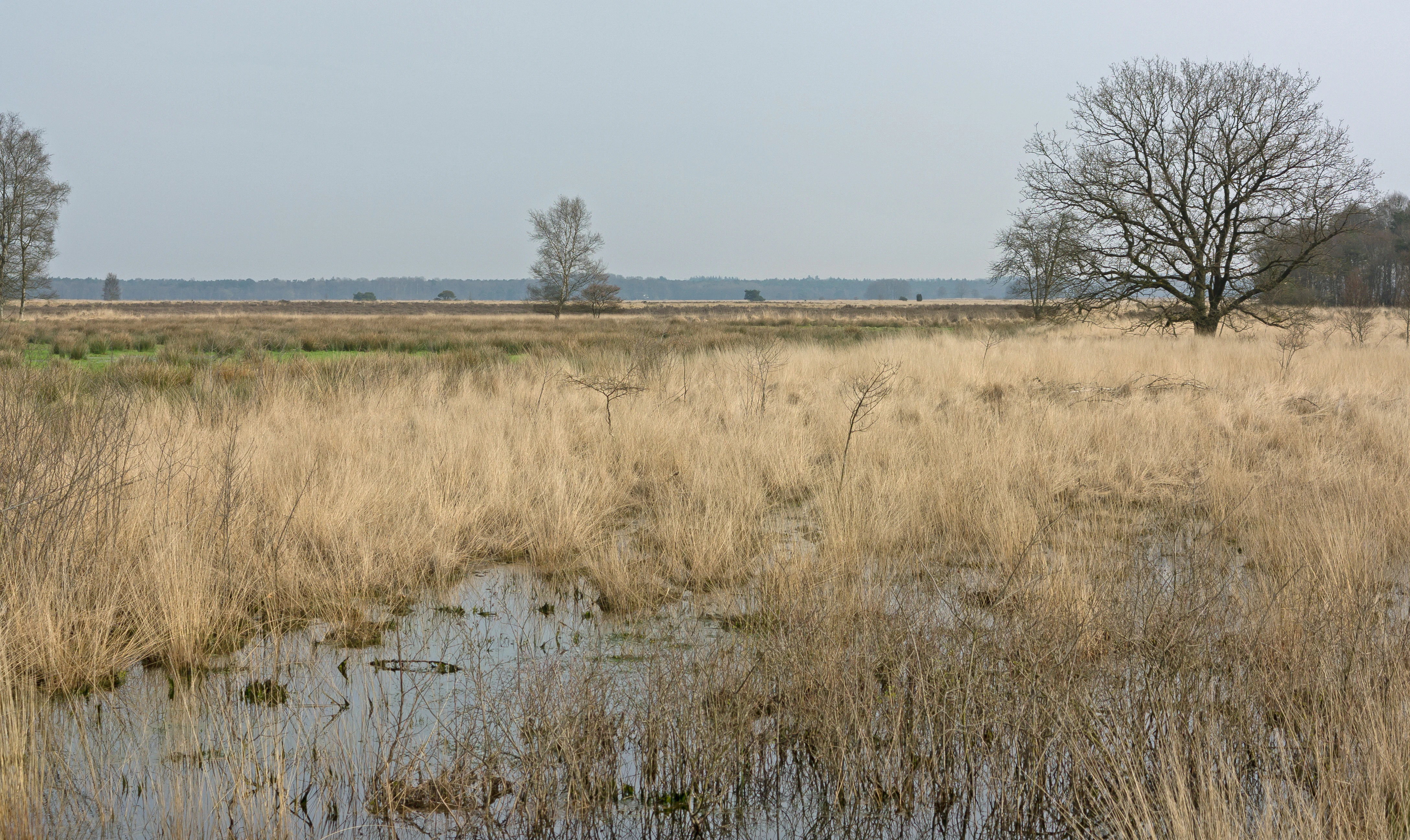 Wet heathland landscape with tall dry grass, water patches, and scattered trees under an overcast sky
