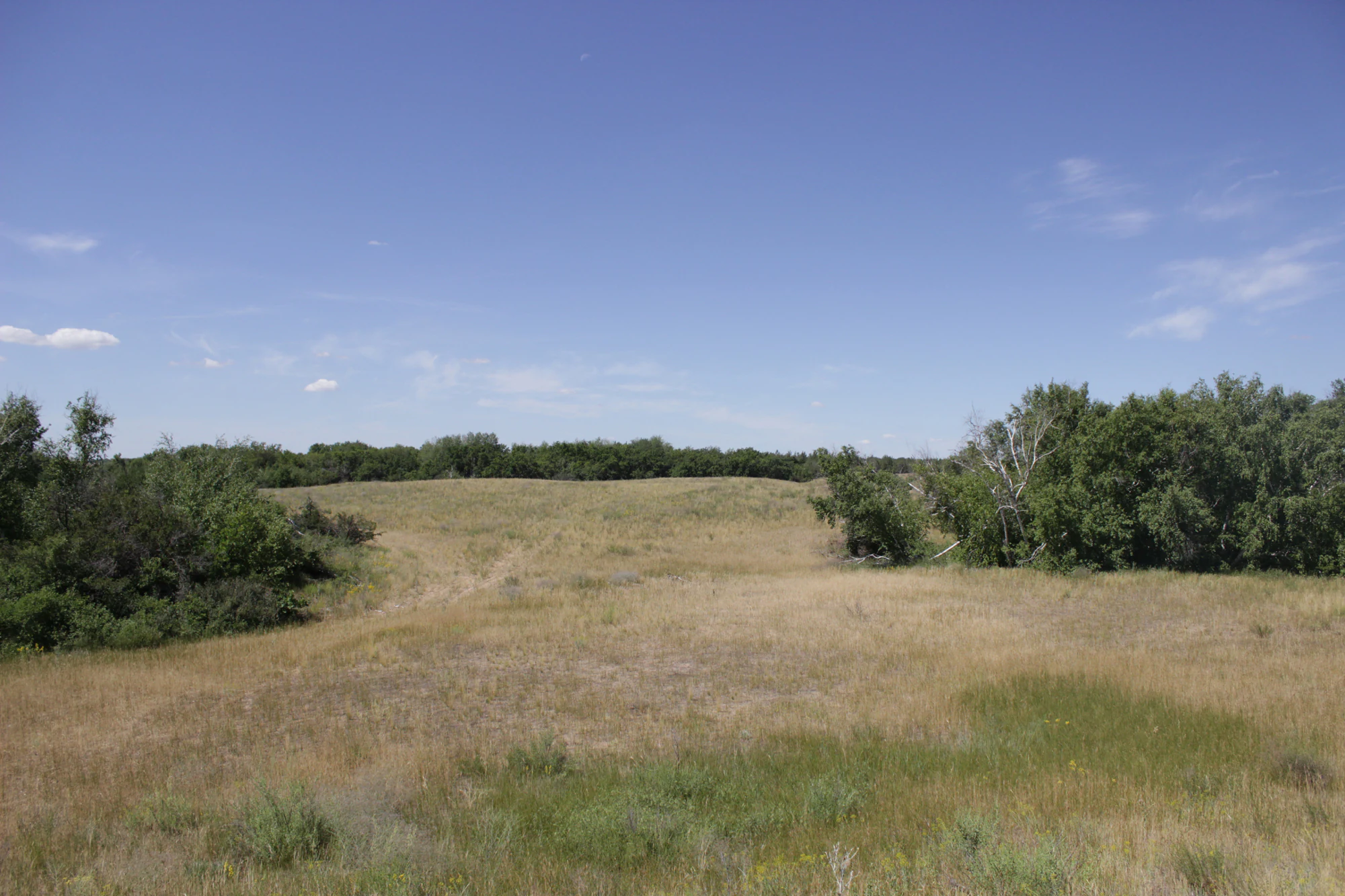 A wide view of a dry, grassy landscape with patches of birch trees and low sandy dunes under a clear blue sky.