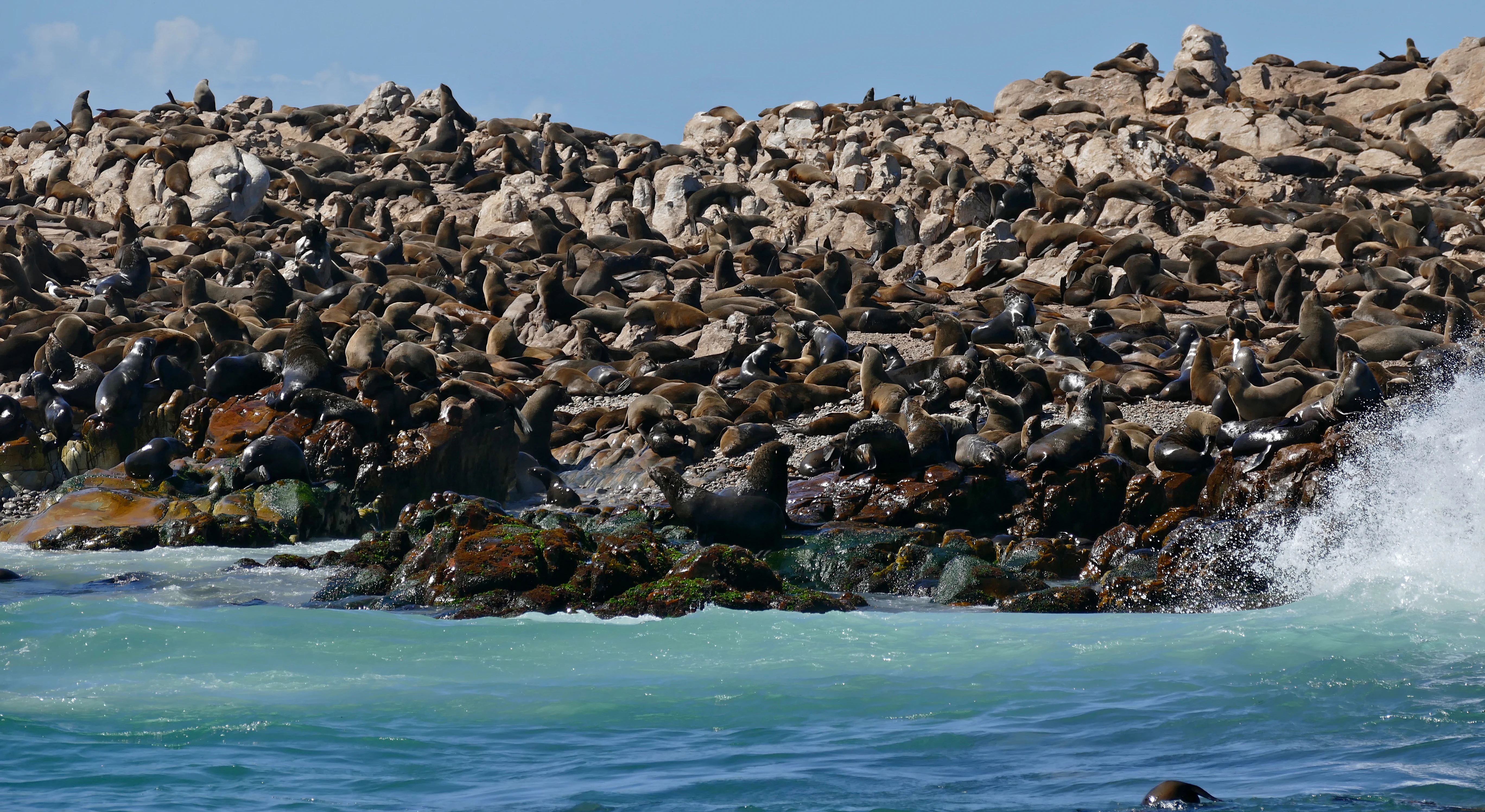 A dense colony of South African fur seals rests on a jagged, rocky island shore with ocean waves crashing in the foreground.
