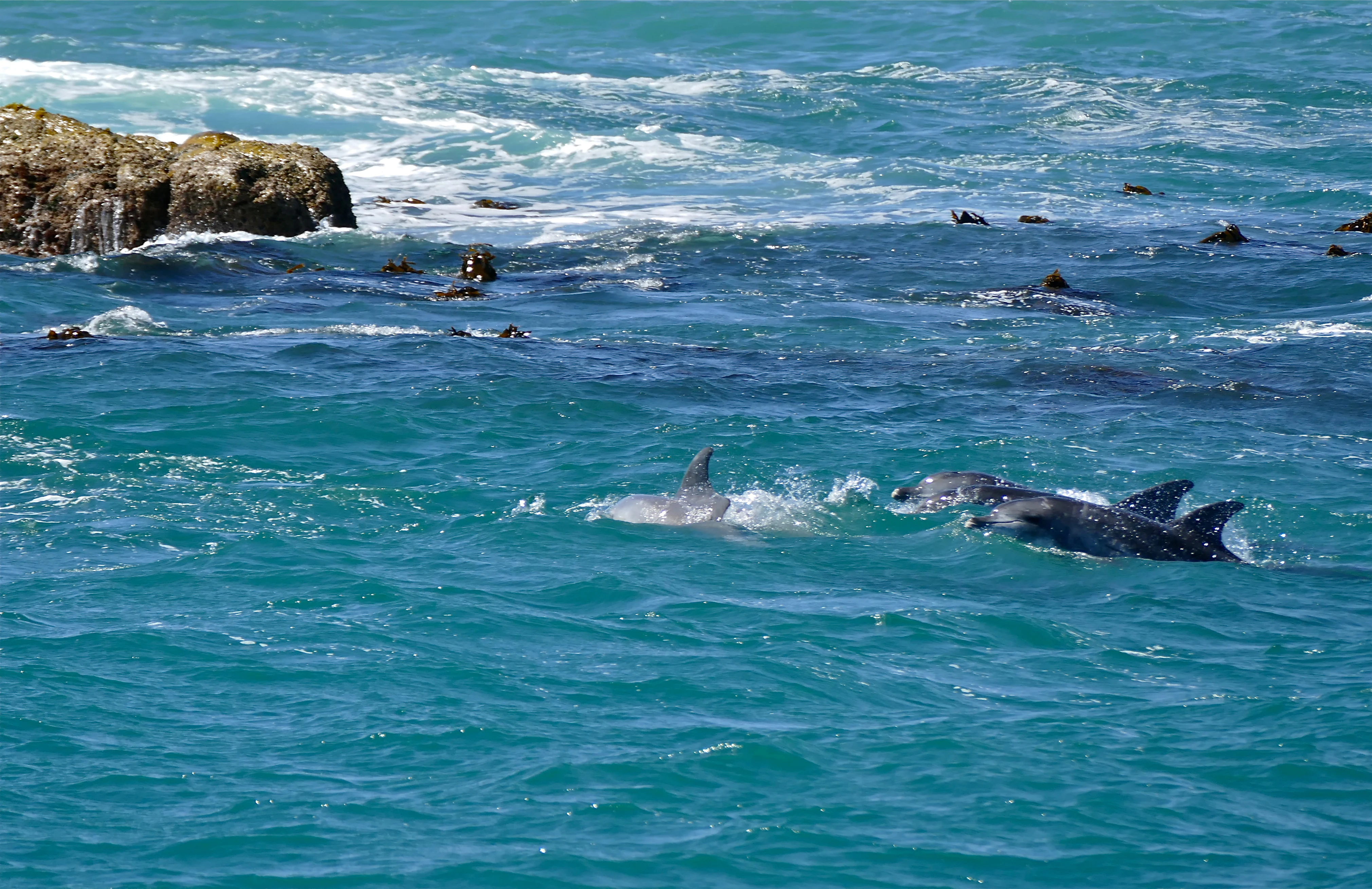 Two dolphins swimming in turquoise ocean water near a rocky outcrop with seals visible in the background.