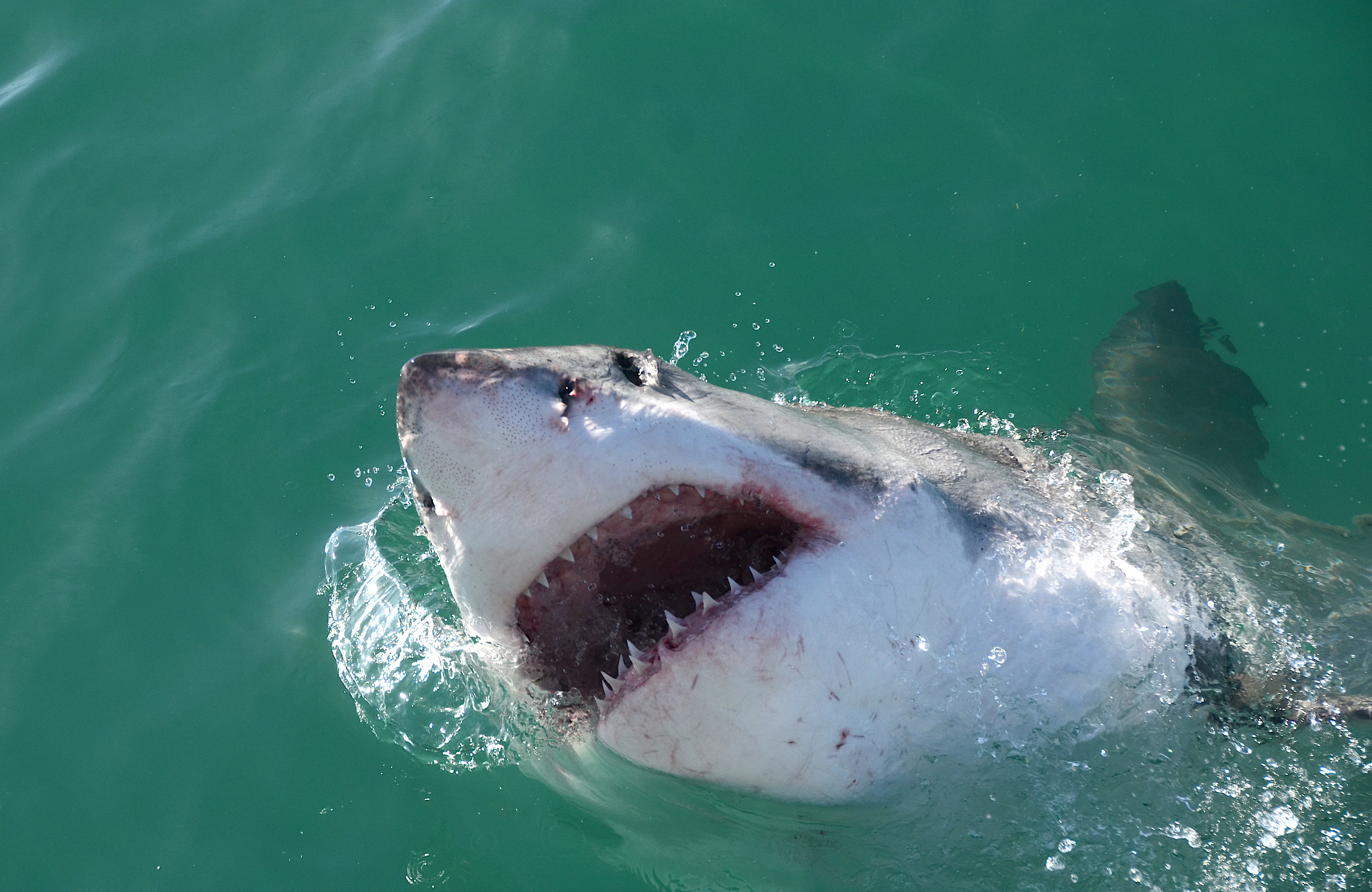 A great white shark with its mouth partially open surfaces in turquoise ocean water.