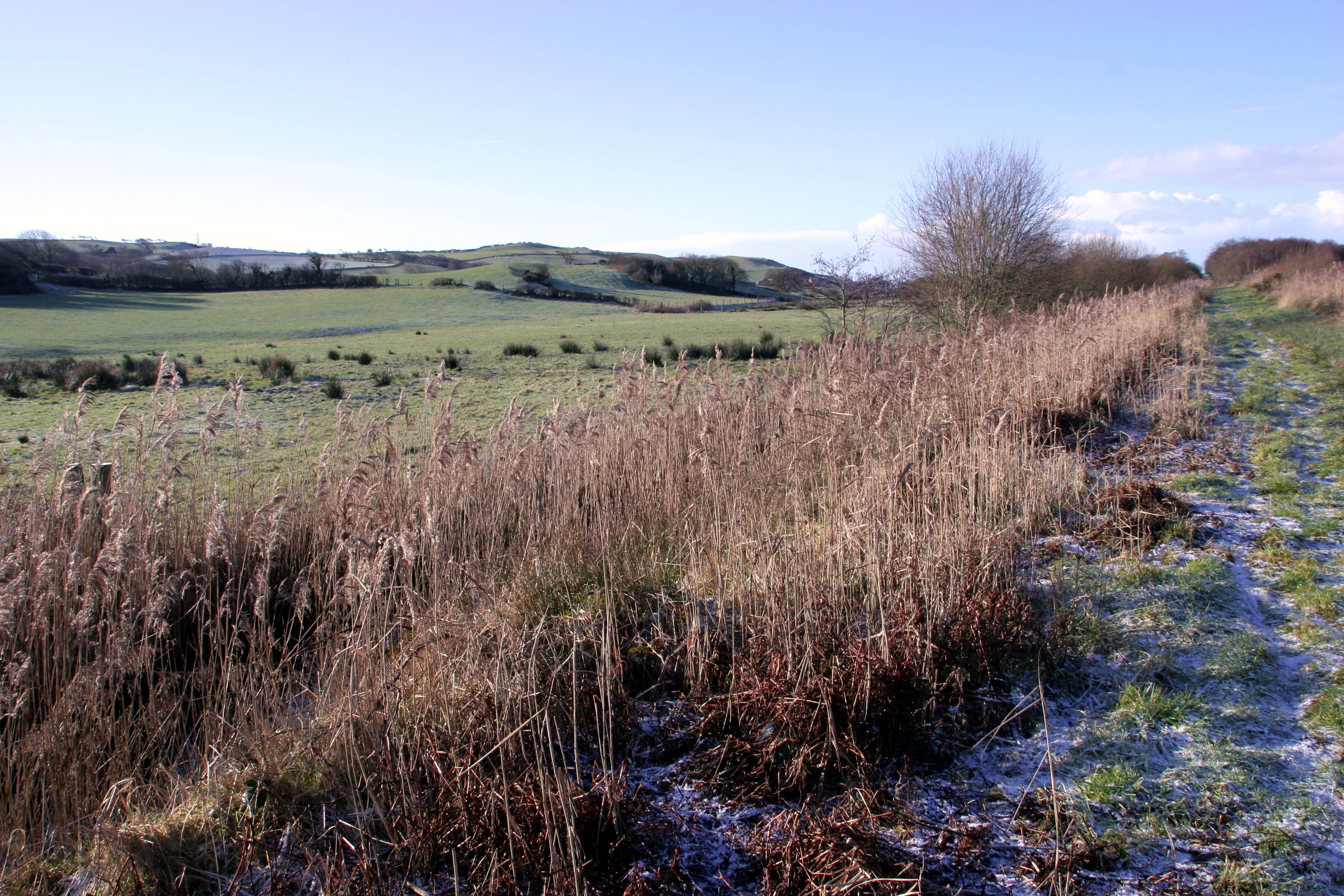 A dirt path runs alongside a patch of tall, dry, brown marsh grasses under a clear blue sky, with frosty green fields and rolling hills in the distance.