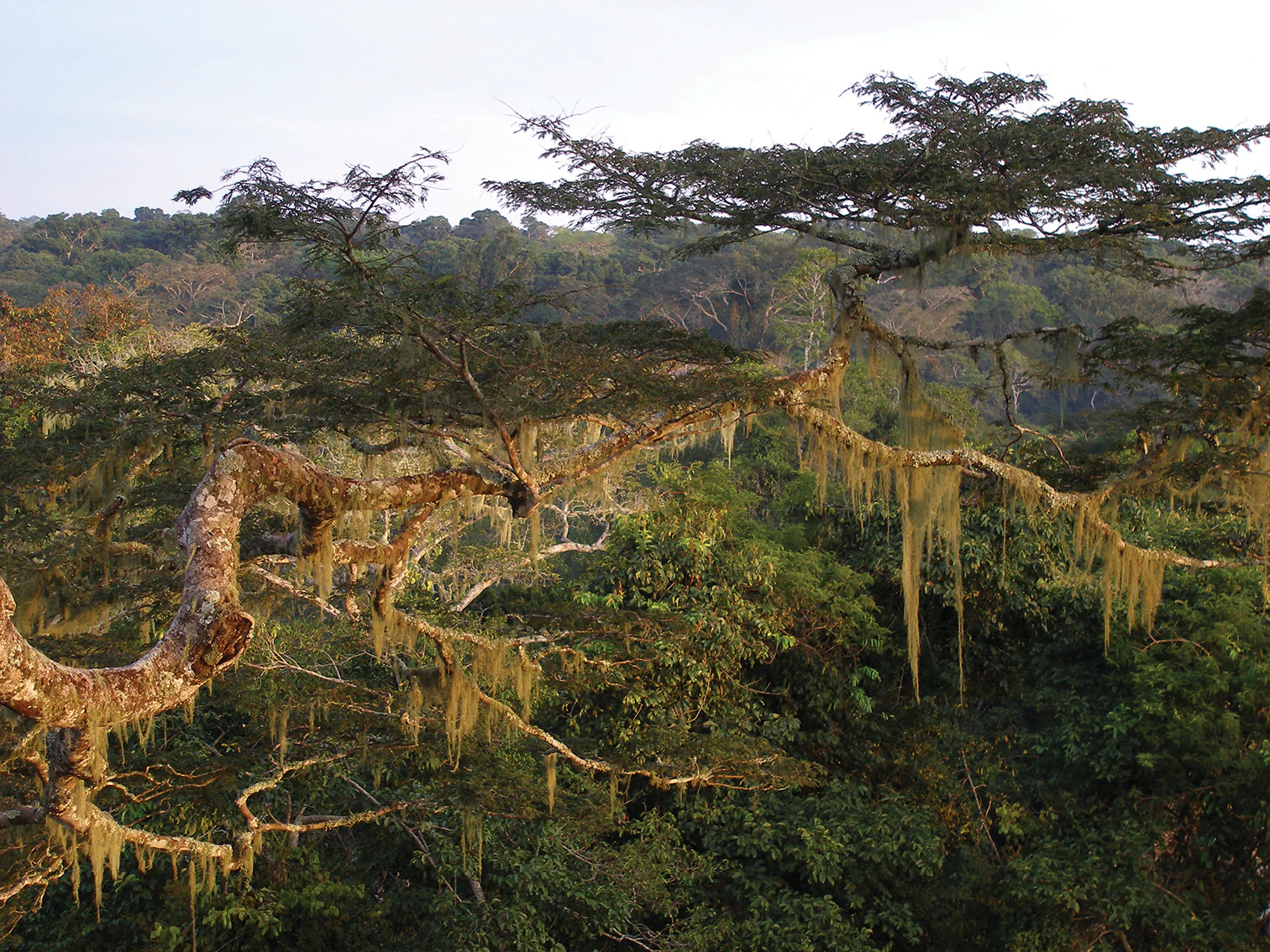 Tall trees with dense green foliage and hanging moss in a forest canopy