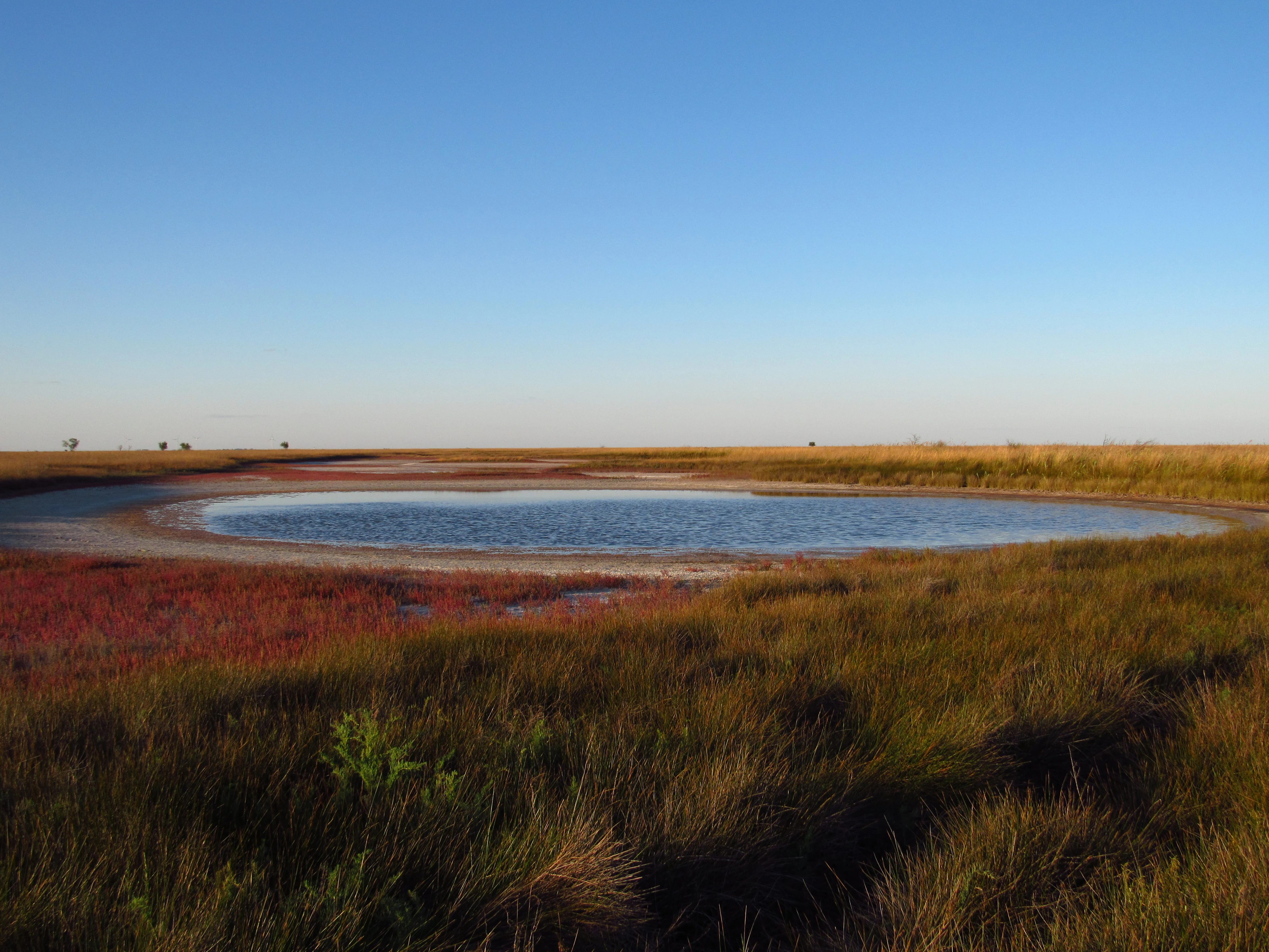 A lake surrounded by grassy fields with patches of red vegetation under a clear blue sky