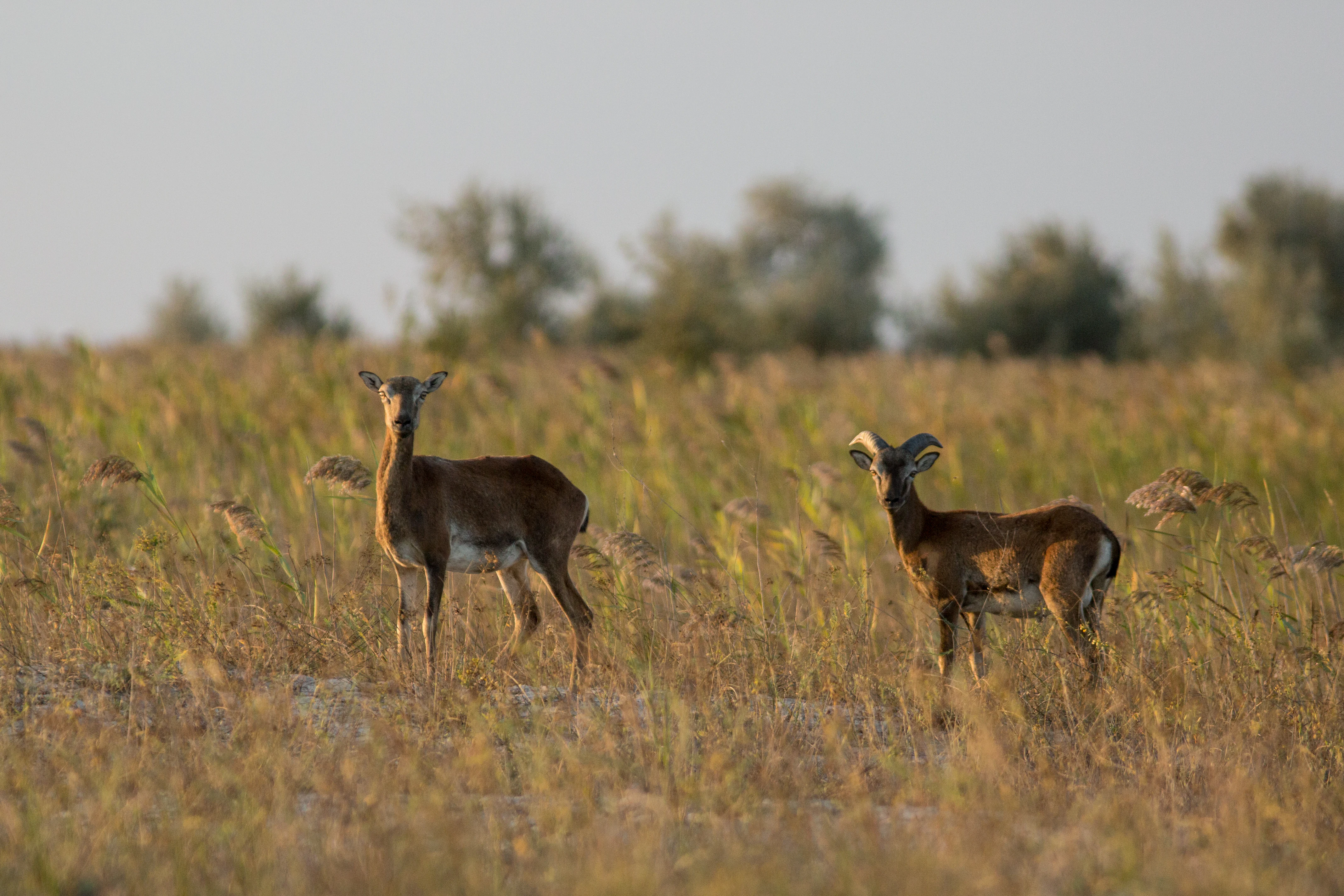 Two mouflons standing in tall grass with trees in the background