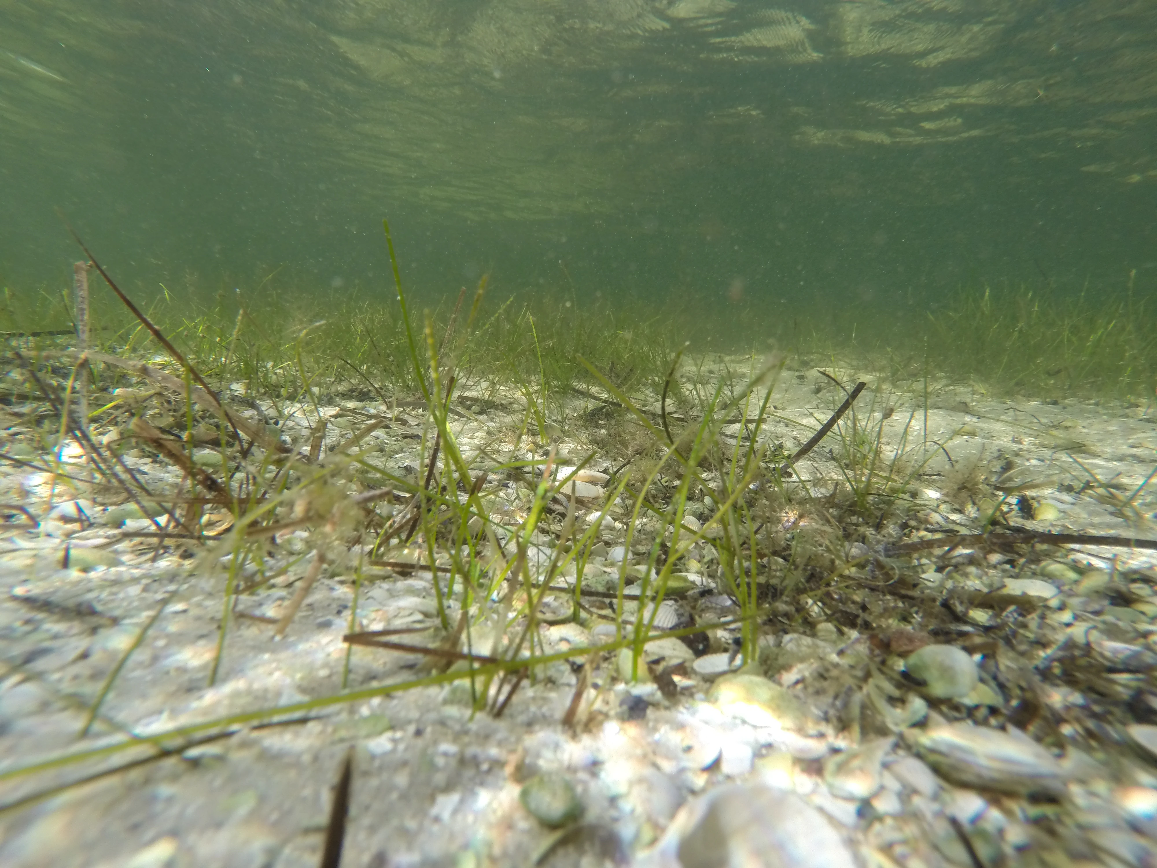 Underwater scene showing seagrass and pebbles on the sandy seabed with sunlight filtering through clear water