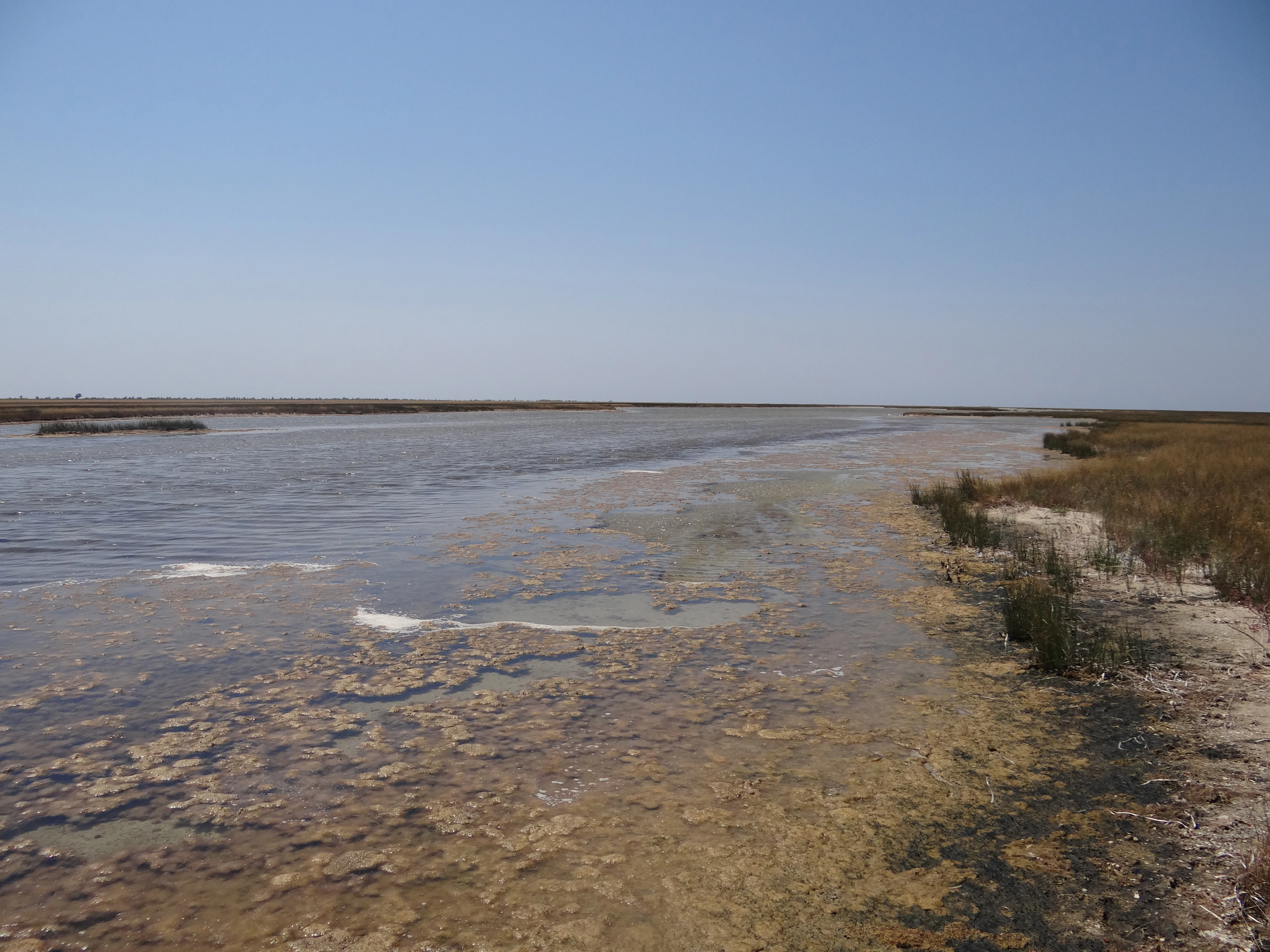 Shallow coastal waters with patches of exposed sand and mud bordered by sparse vegetation under a clear blue sky