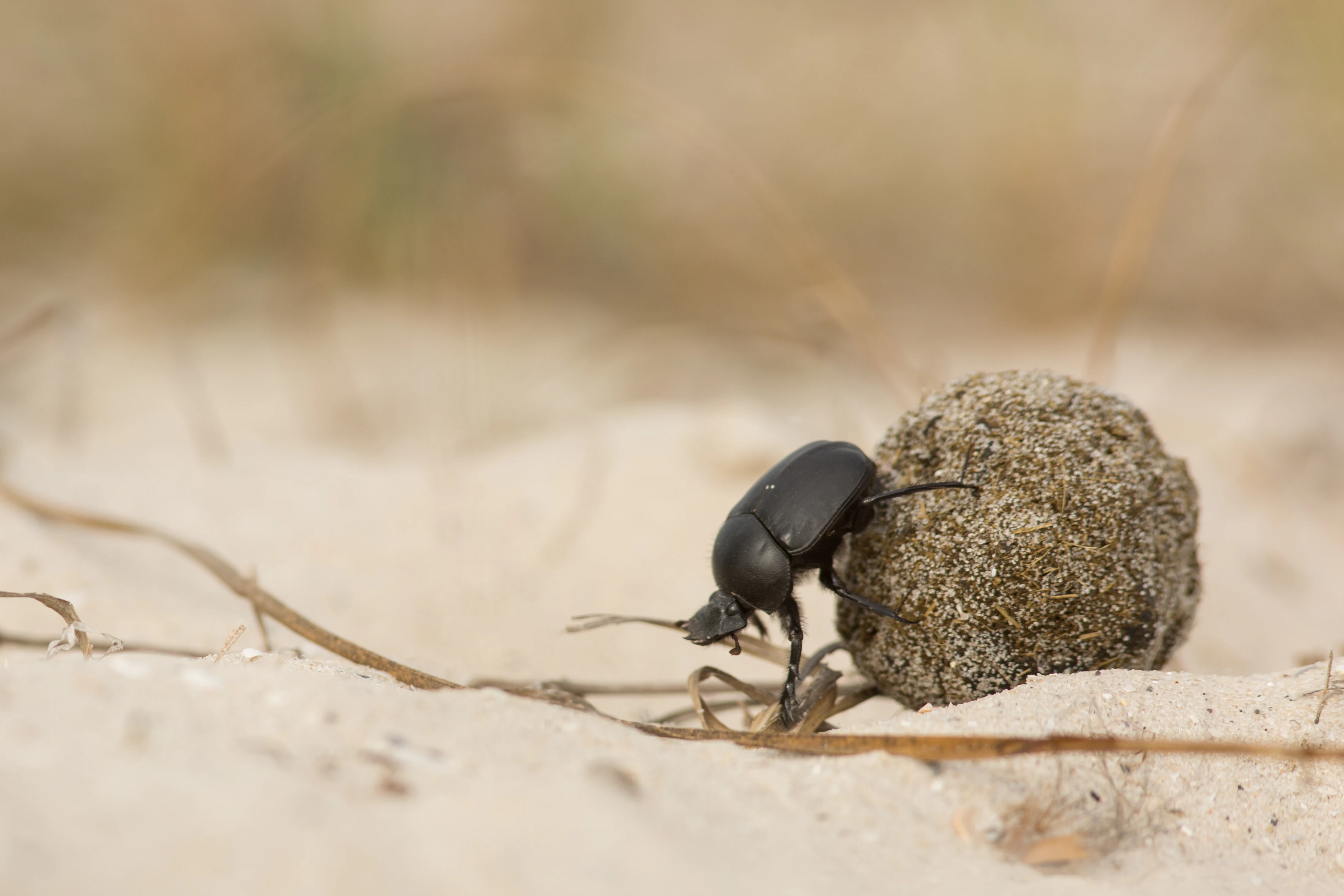 Black beetle pushing a ball of dung on sandy beach with dry grass in background