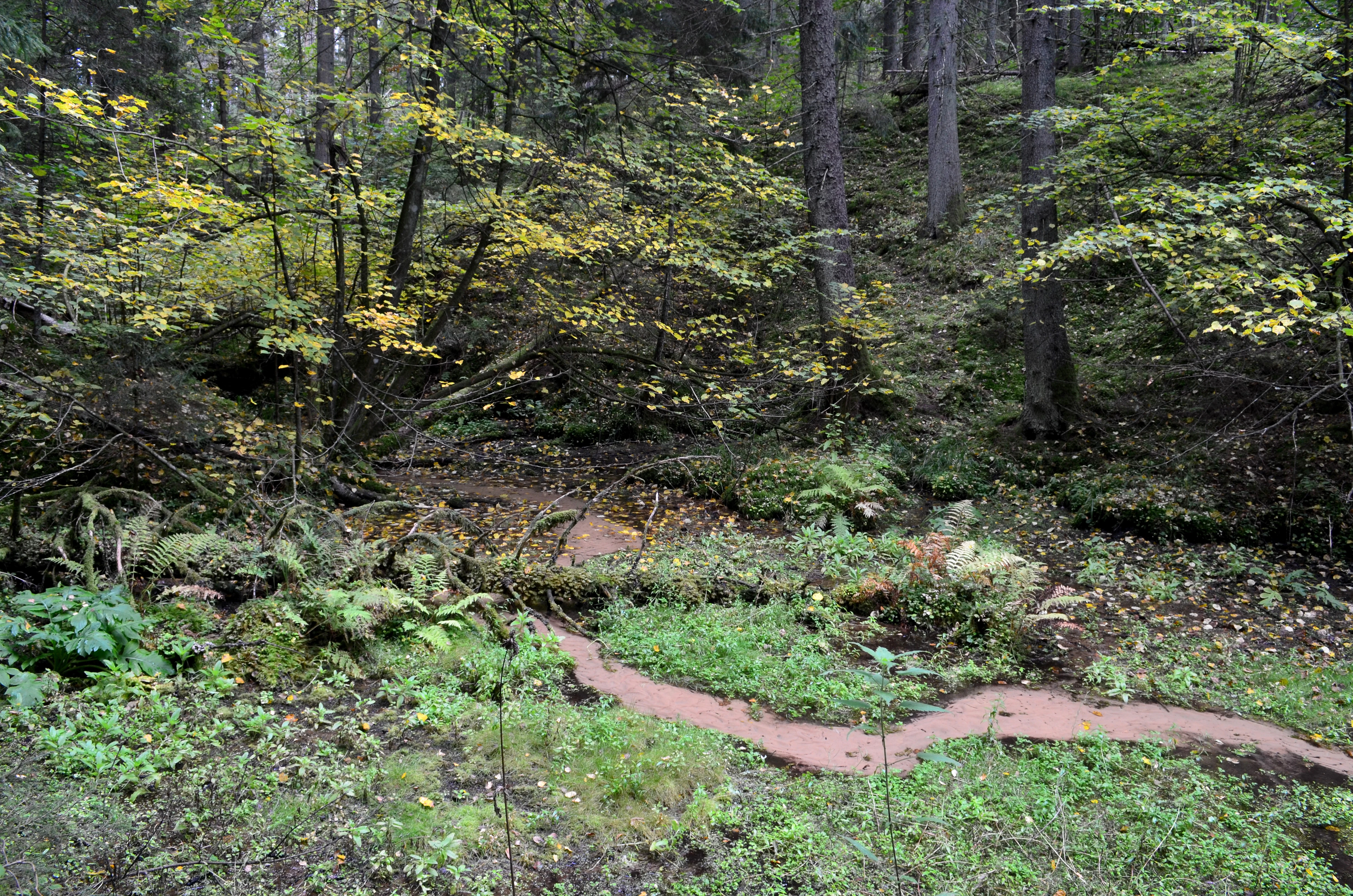 A narrow dirt path winding through a forest with green and yellow foliage, surrounded by trees and undergrowth