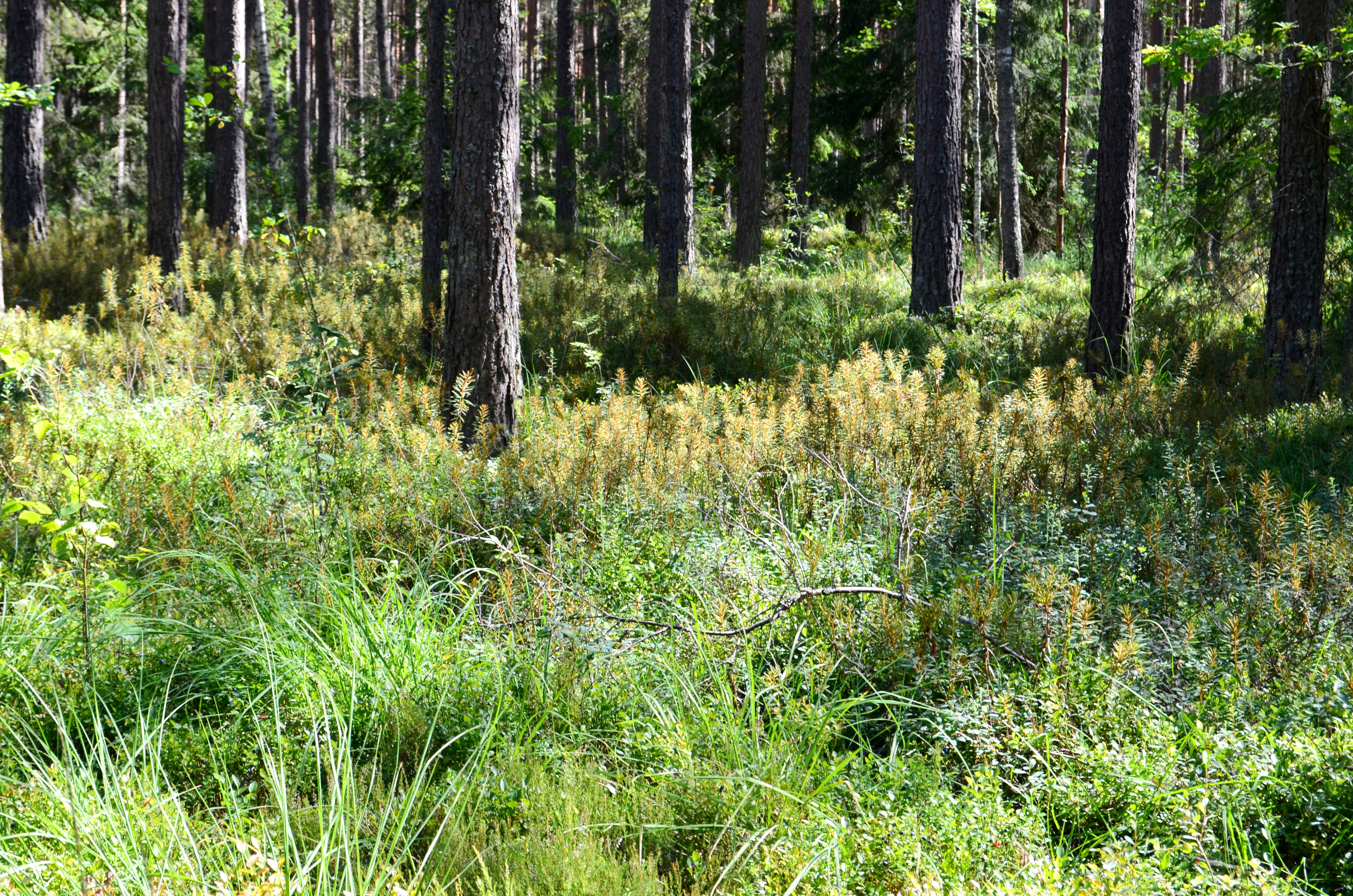 A sunlit forest scene with tall trees and lush green vegetation including tall grasses and reeds