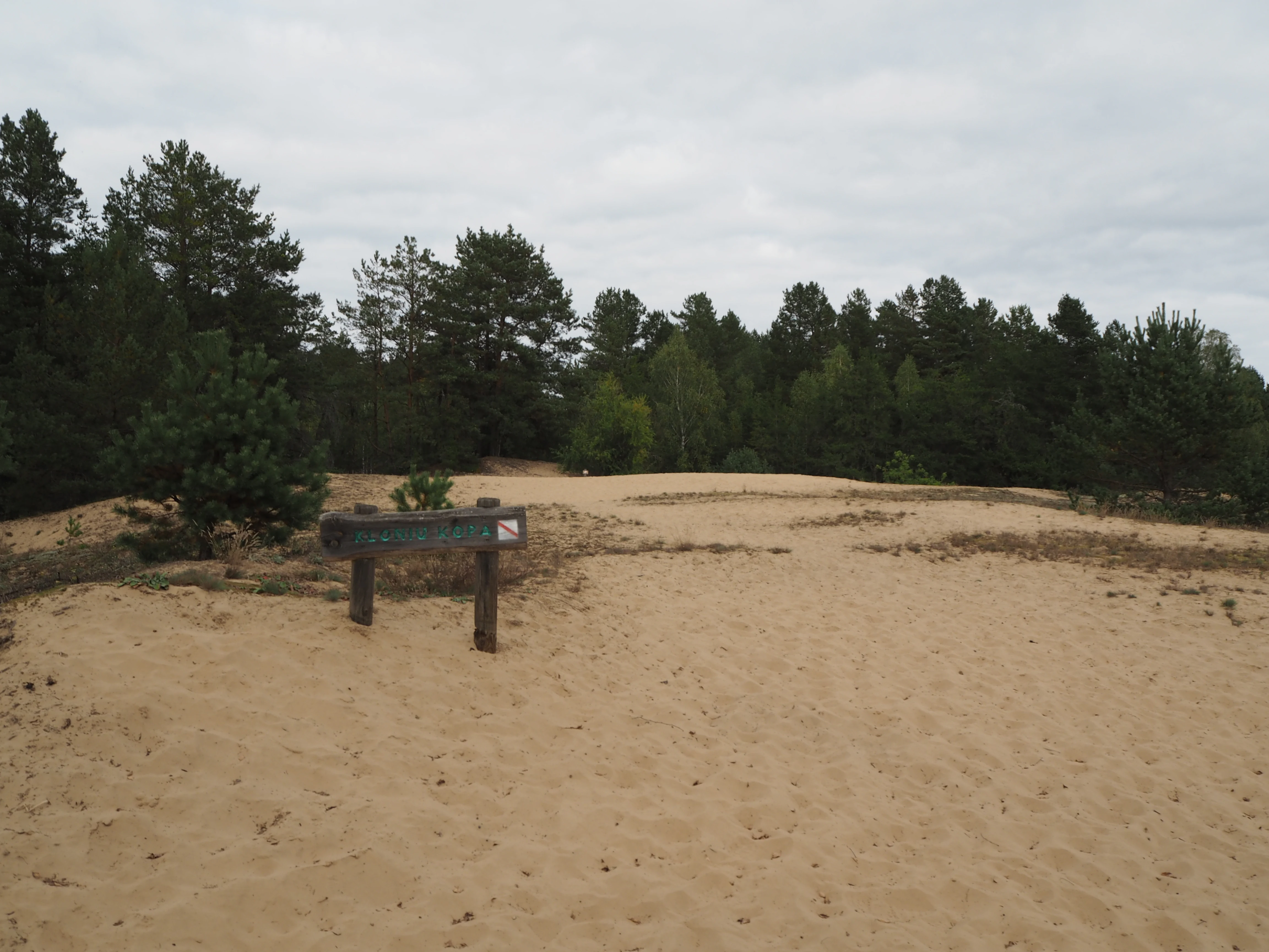 Sandy dune area with a wooden signpost, surrounded by sparse trees and forest in the background under an overcast sky