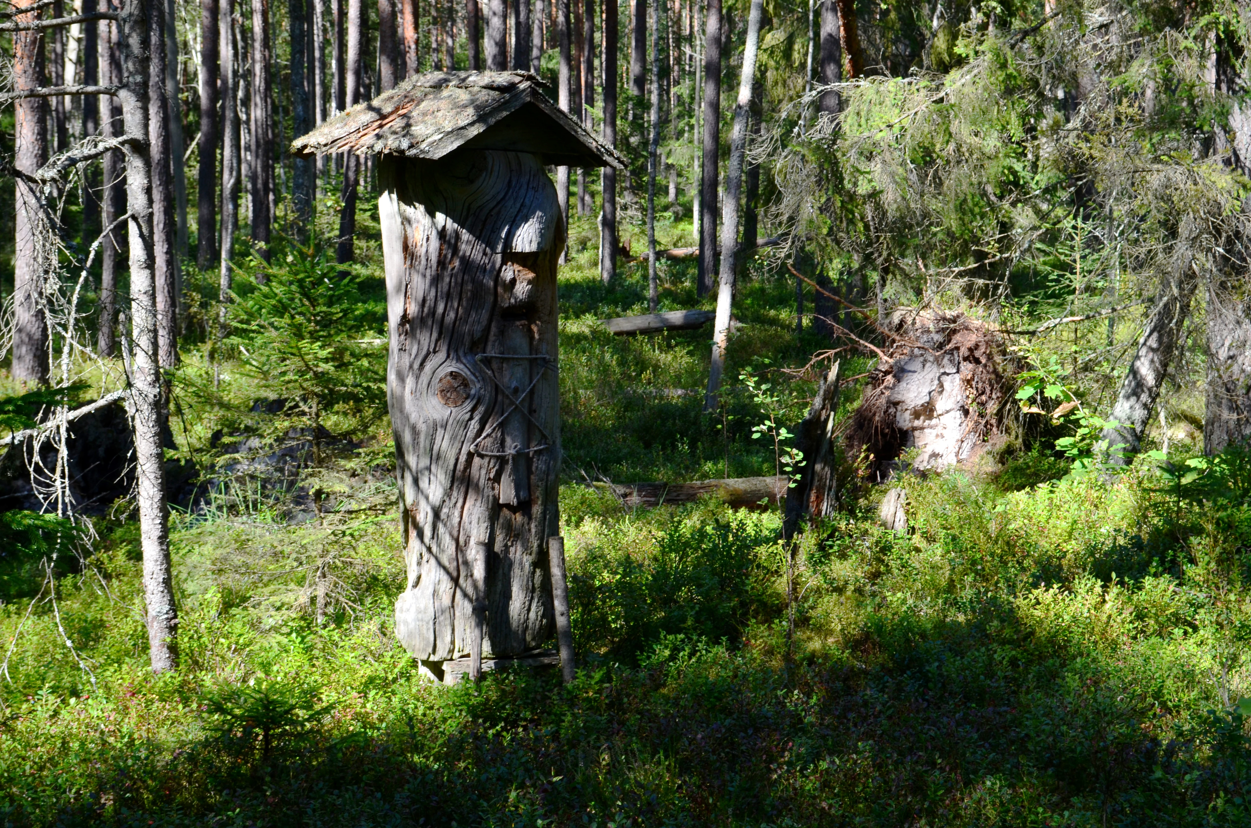 Wooden beehive structure on a forest trail surrounded by trees and green vegetation