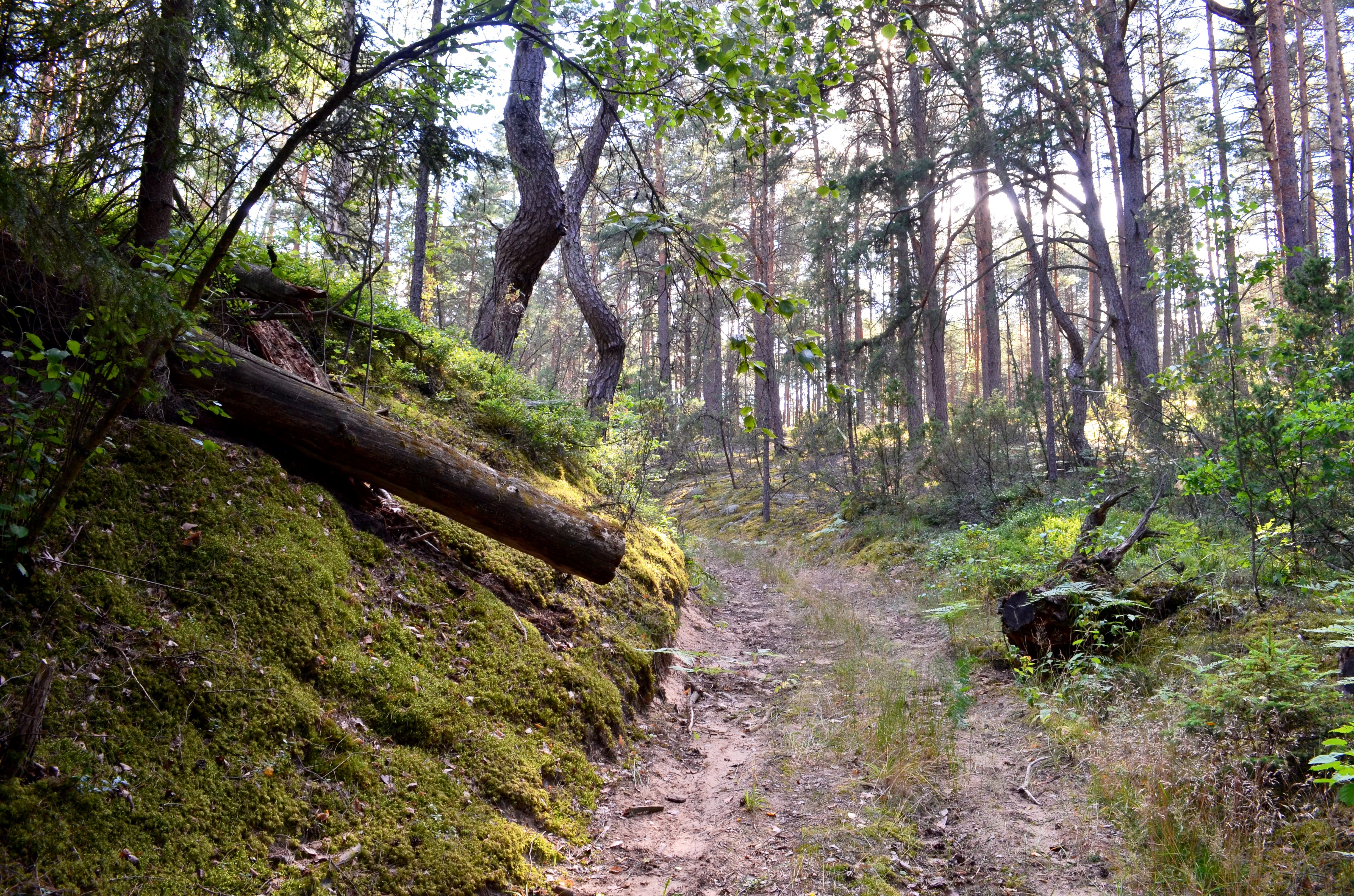 Dirt trail winding through a forest with moss-covered slopes and trees, featuring a fallen log on the left side