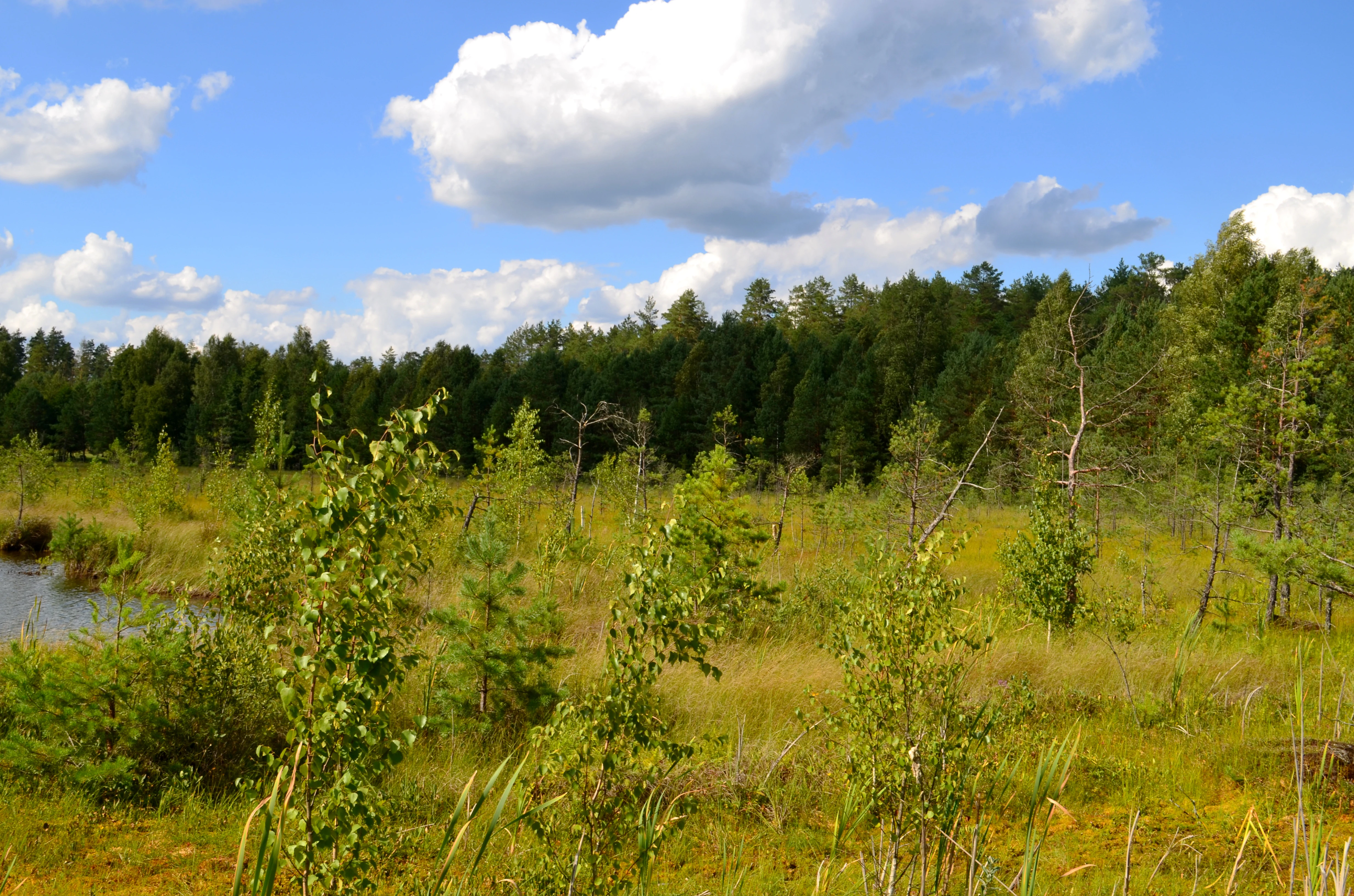 A marshy landscape with scattered trees, grassy areas, and a body of water under a partly cloudy sky