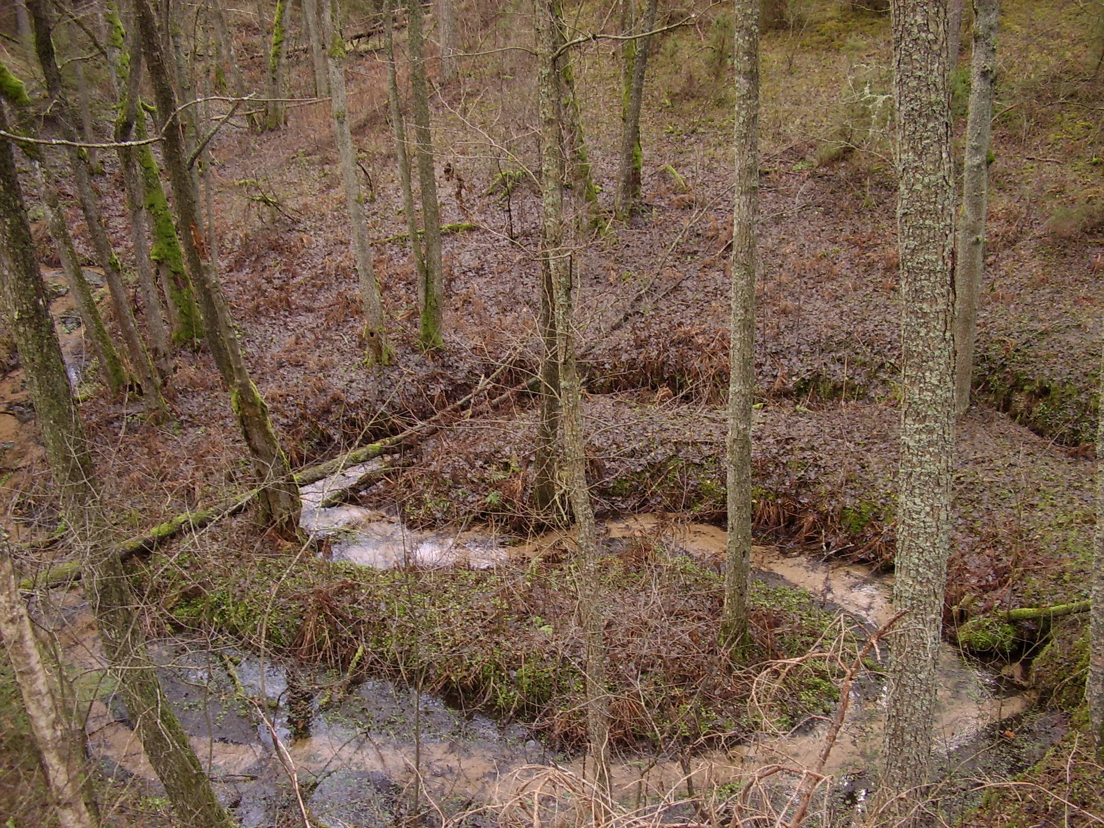 Stream bend flowing through a forest with brown leaf-covered ground and mossy trees