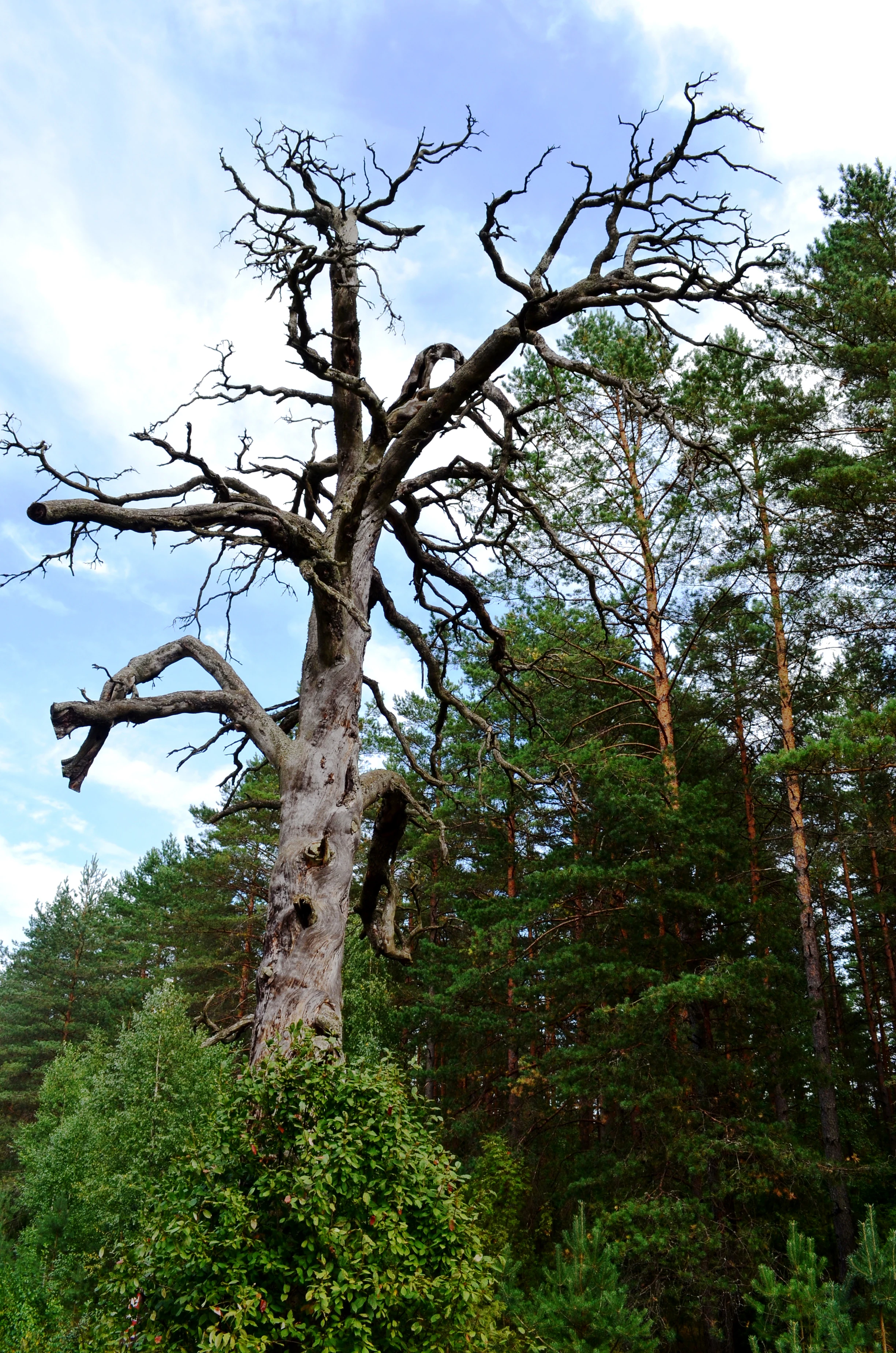 Tall hollow pine tree with twisted branches and green foliage in a forest setting