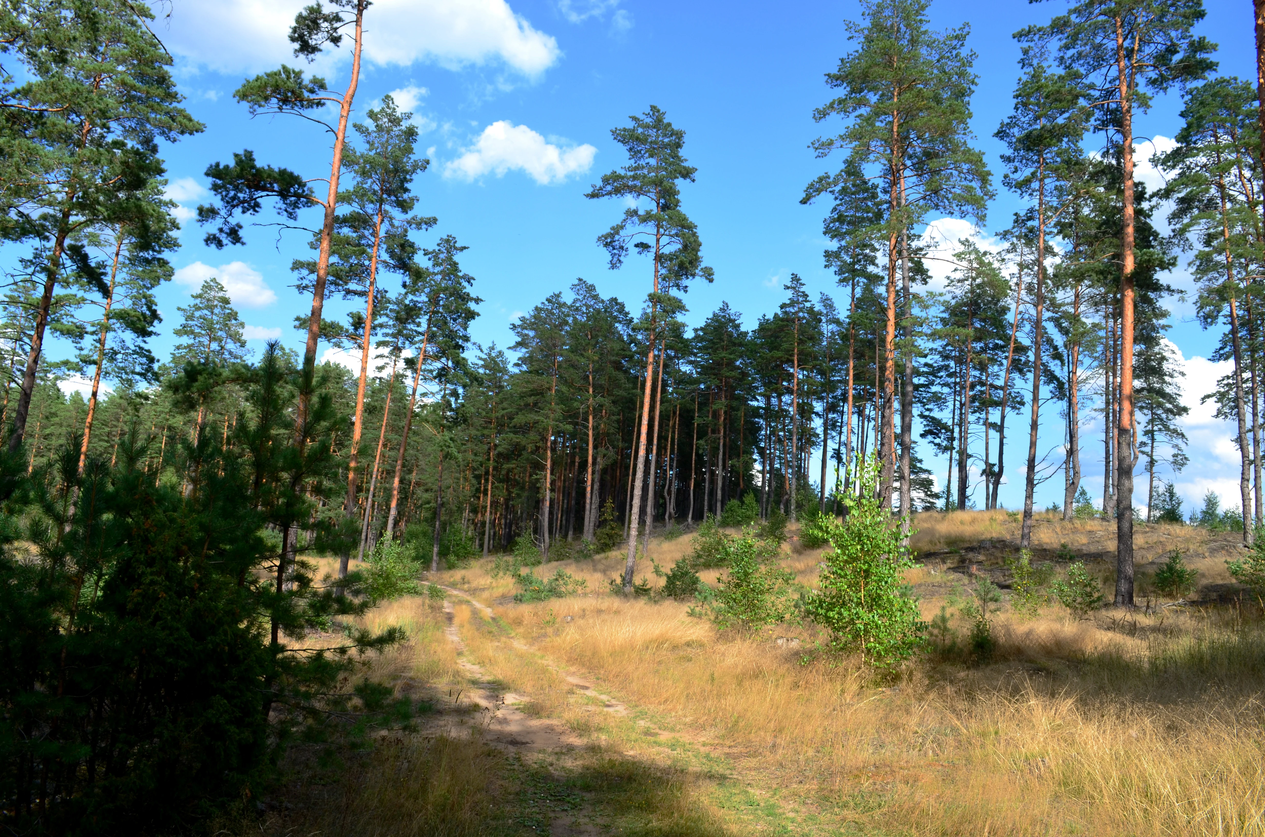 Tall pine trees in a forested landscape with grassy clearing and blue sky with clouds