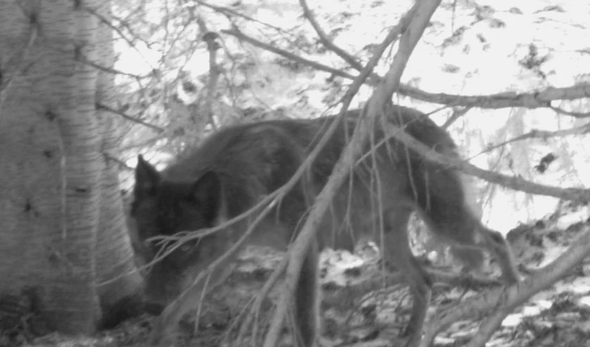 A black and white image from a remote camera showing a gray wolf standing in a wooded area near a tree trunk.