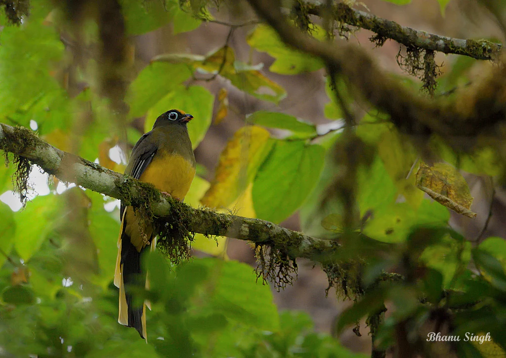 A Ward's Trogon bird with a yellow chest and long tail feathers perched on a moss-covered tree branch surrounded by green leaves.