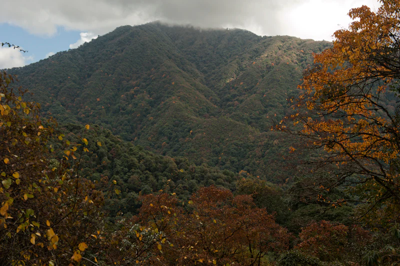 A wide view of a densely forested mountain ridge in the Himalayan foothills, framed by autumn-colored foliage in the foreground.