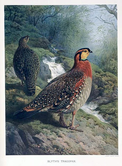 A detailed 19th-century style illustration showing two Blyth's tragopan birds in a lush, rocky stream-side forest habitat.