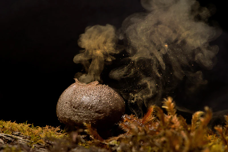Close up of a rounded, textured puffball fungus releasing a cloud of brown spores into the air, set against a dark background with moss in the foreground.