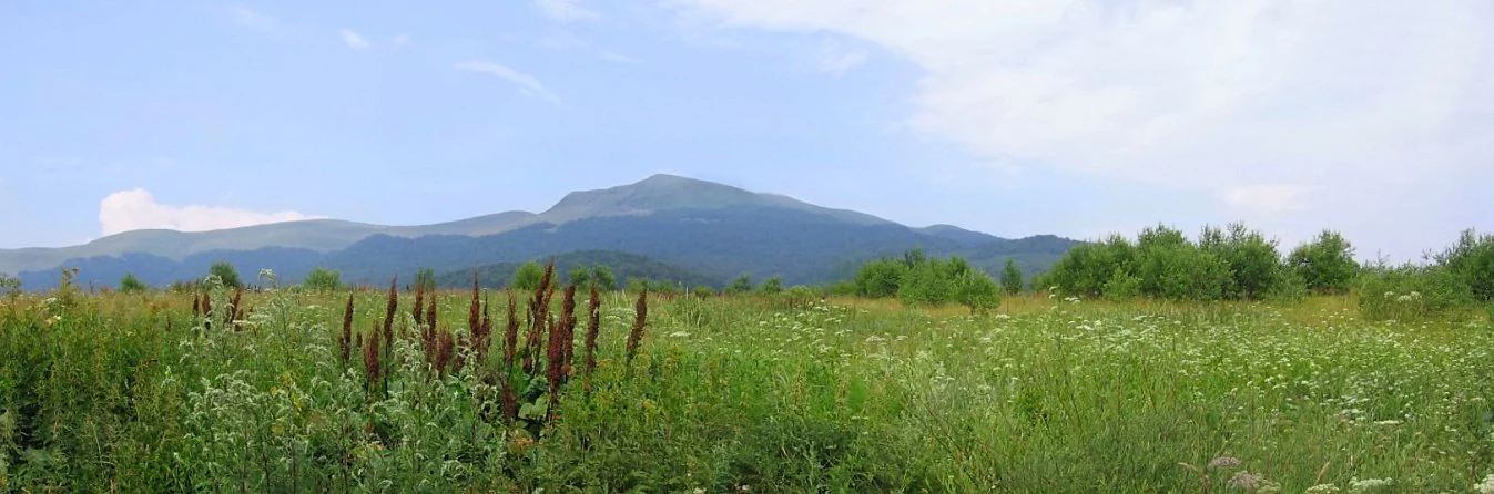 Una pradera verde de verano con flores silvestres en primer plano que conduce a una gran cima de montaña lisa bajo un cielo parcialmente nublado.